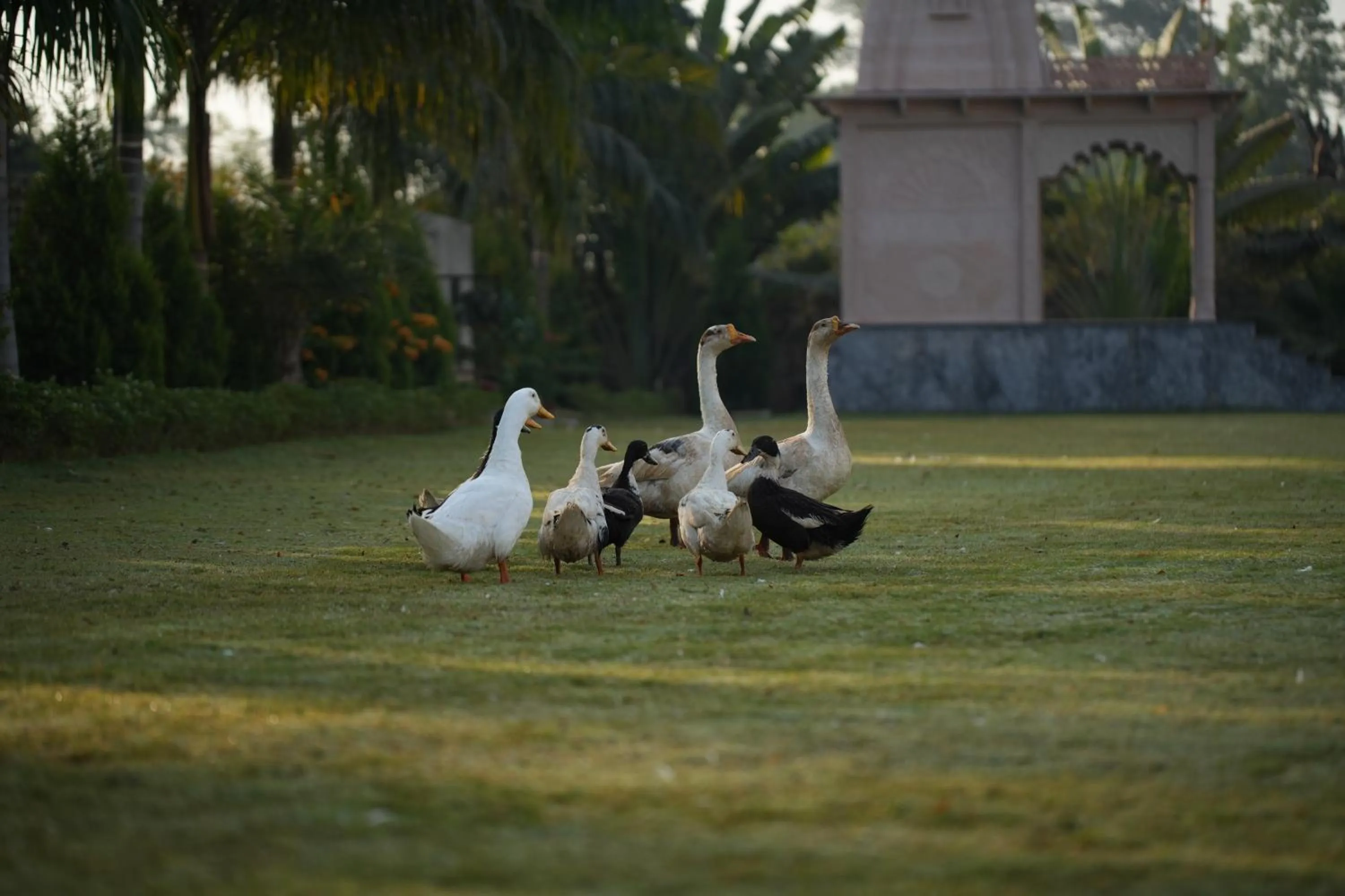 Natural landscape in Kesar Bagh Palace Chittorgarh