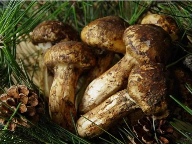 Hotel Kunitomi Suisennkaku