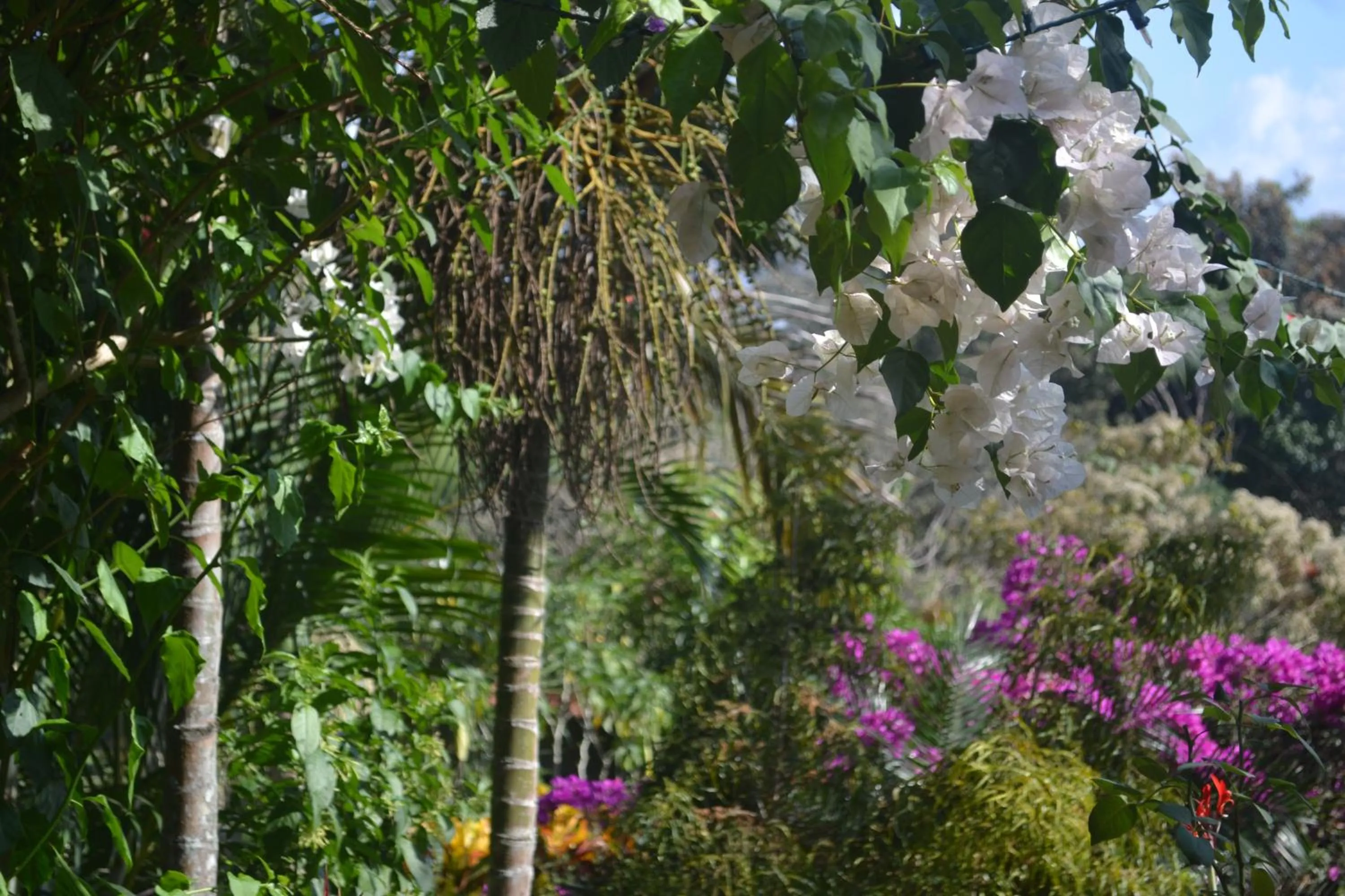 Garden view in Eden Atenas Costa Rica