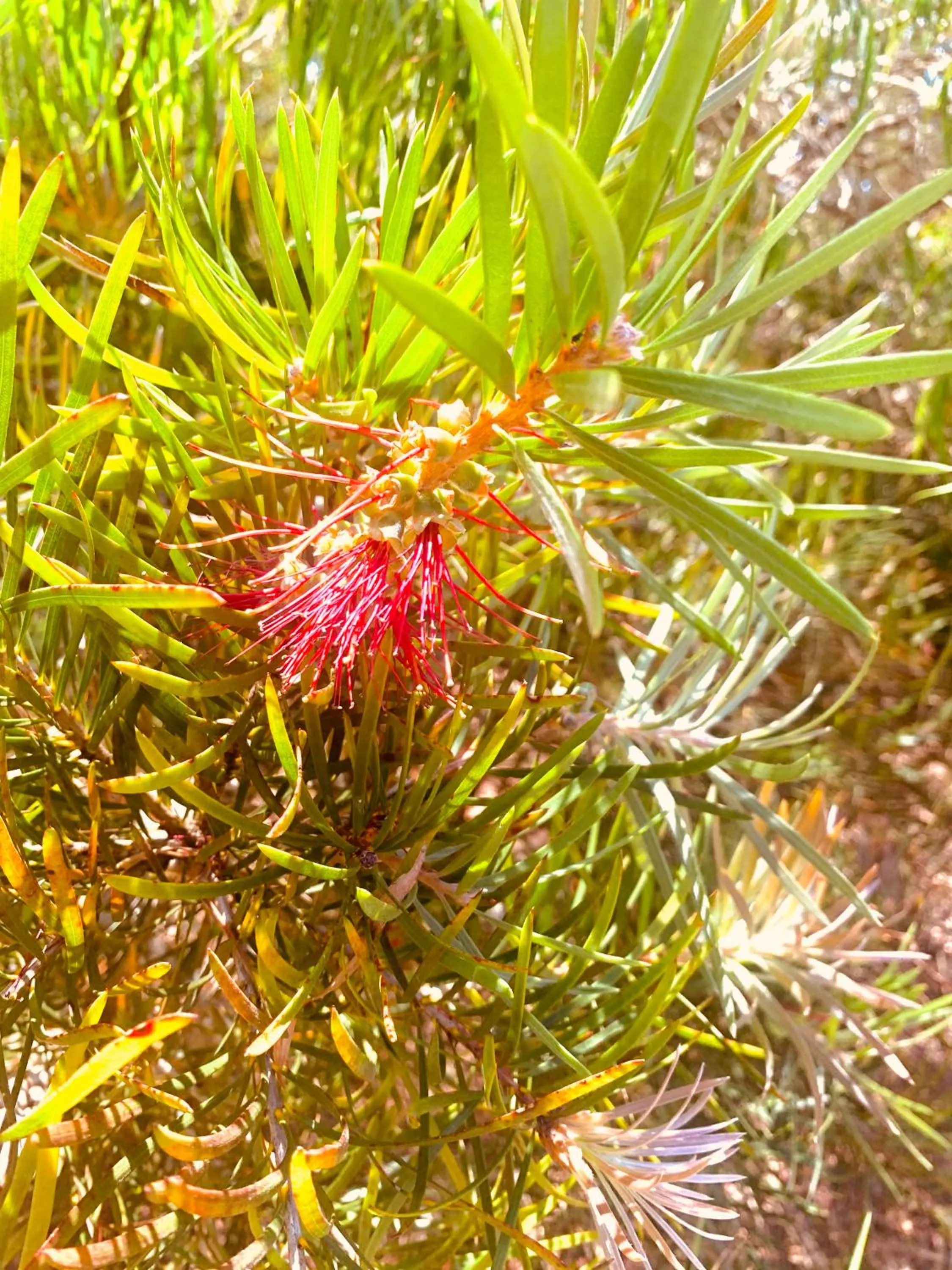 Spring Bay Villas, Denmark, WA