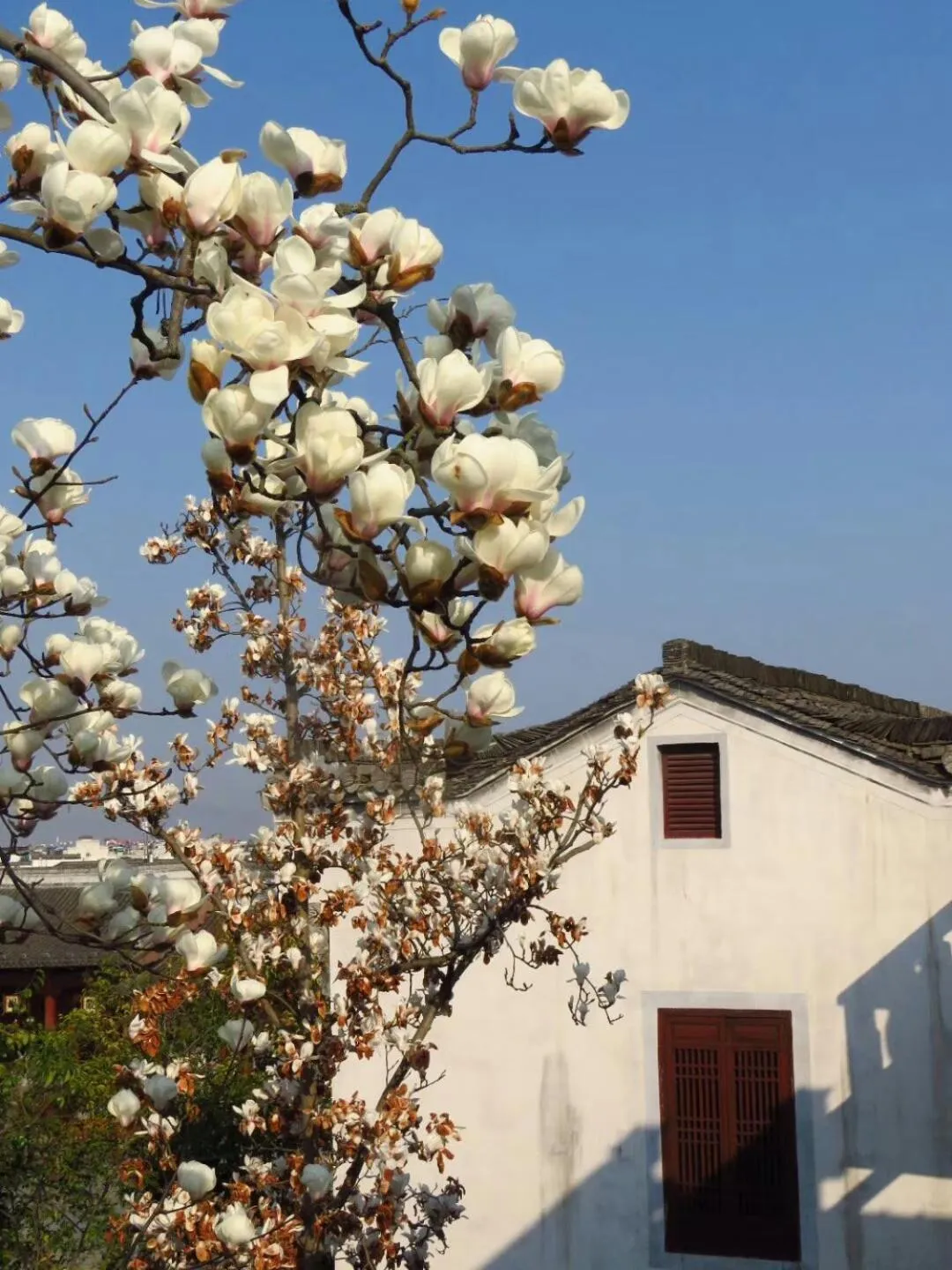 Garden view in September Huizhou Inn