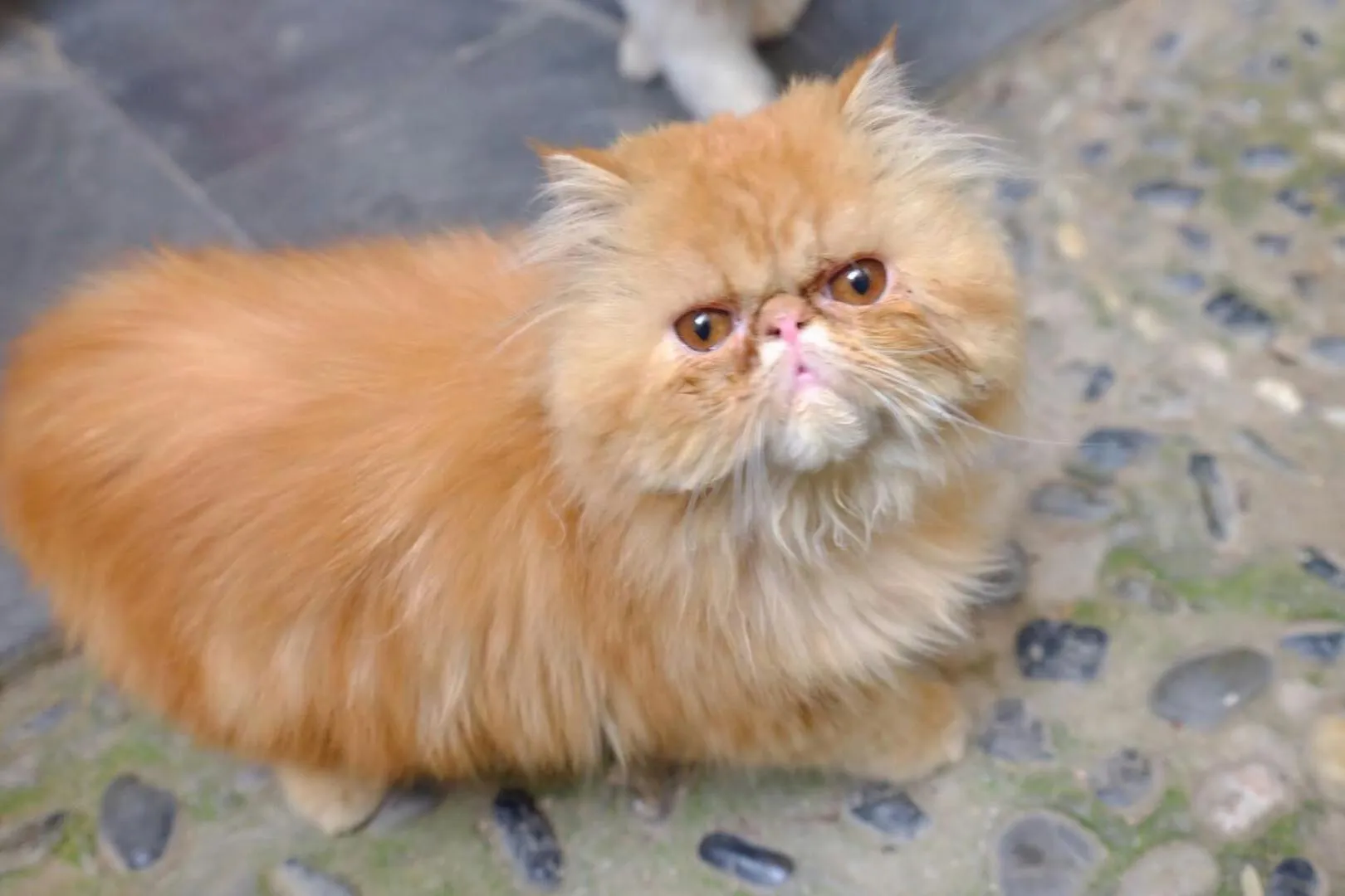 Pets in September Huizhou Inn