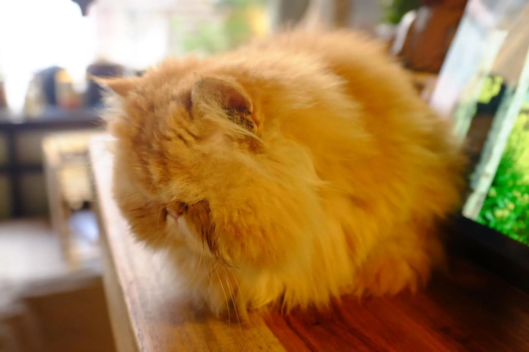 Pets in September Huizhou Inn