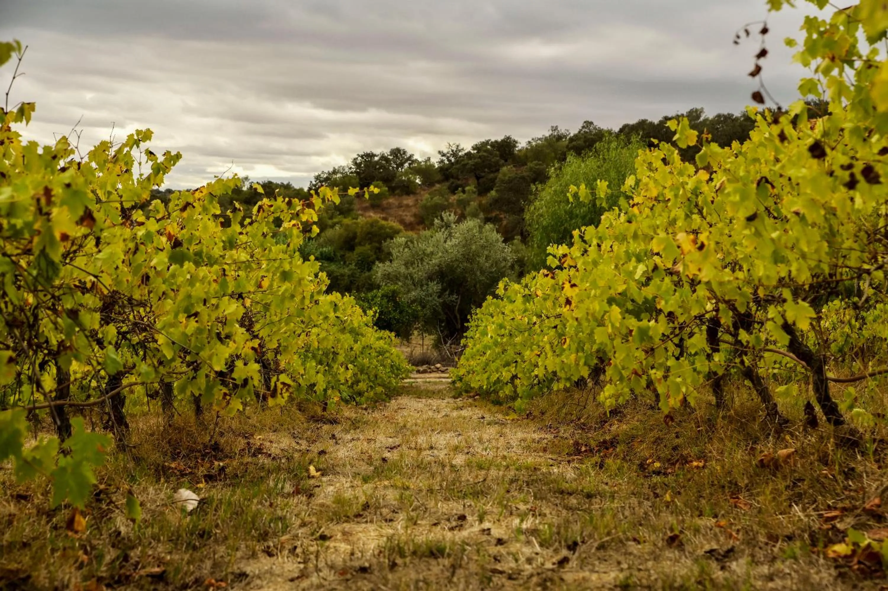 Natural landscape in Horta da Moura by WOT Signature