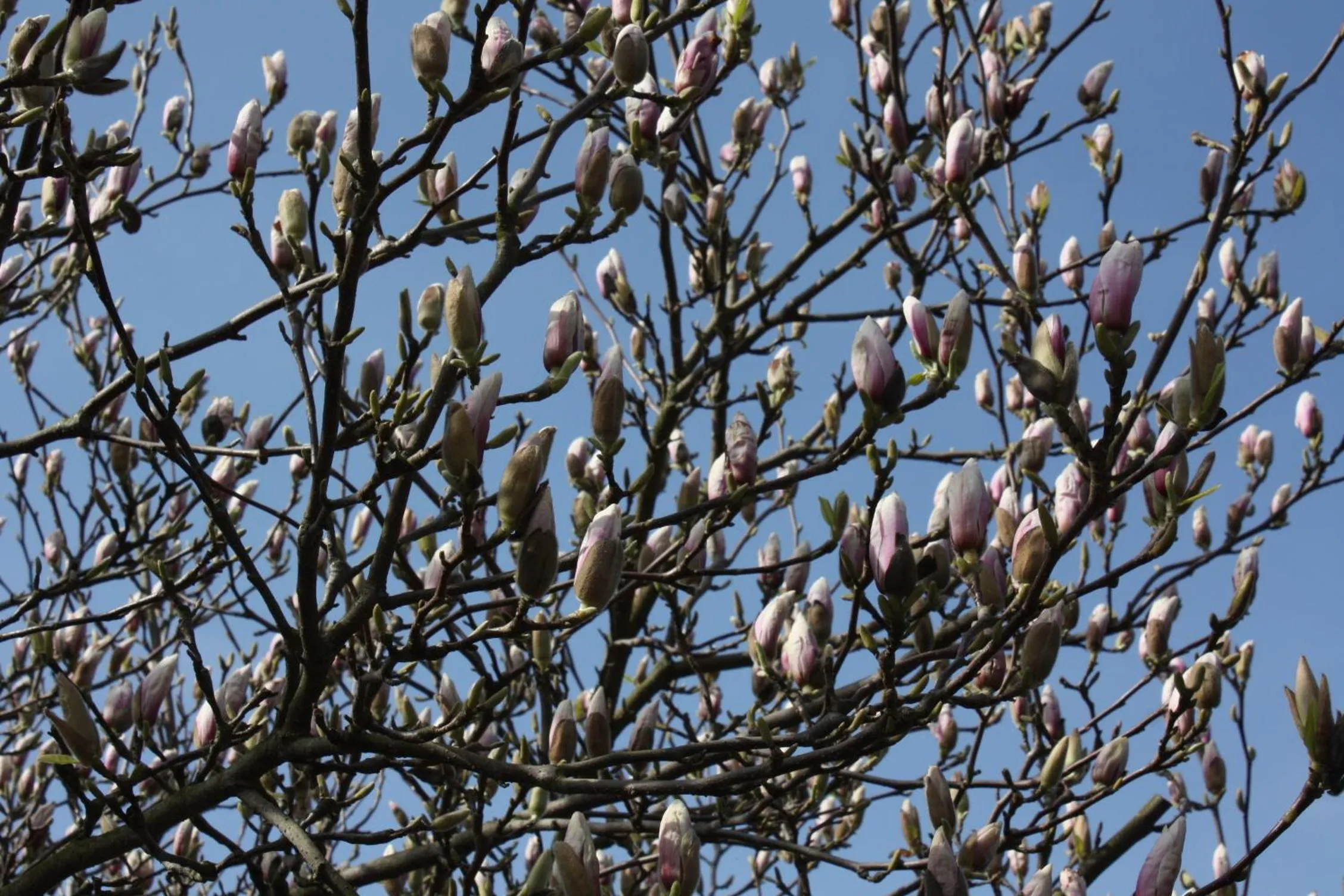 Neighbourhood in Magnolia appartement