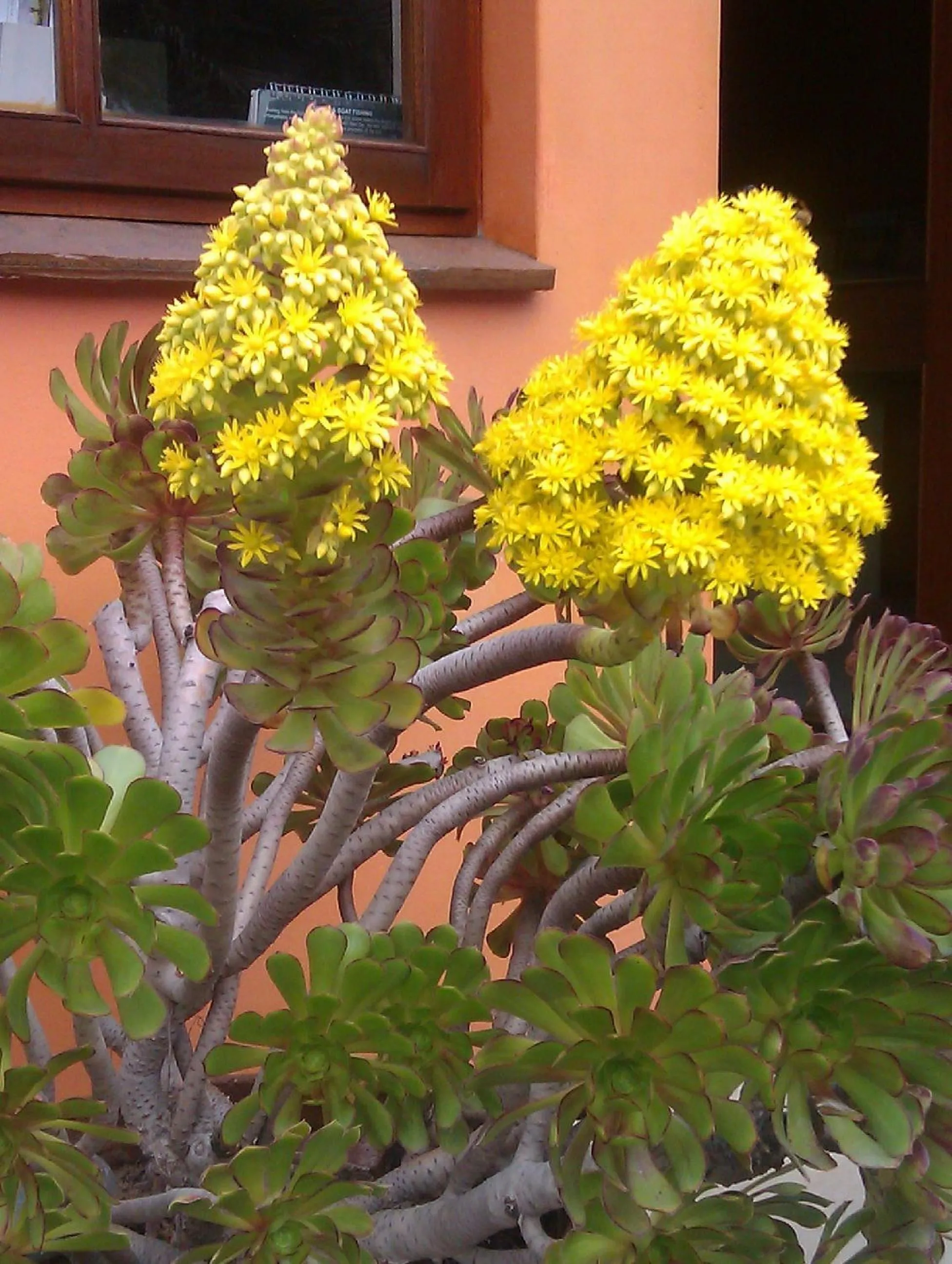 Garden in Hotel A la Mer