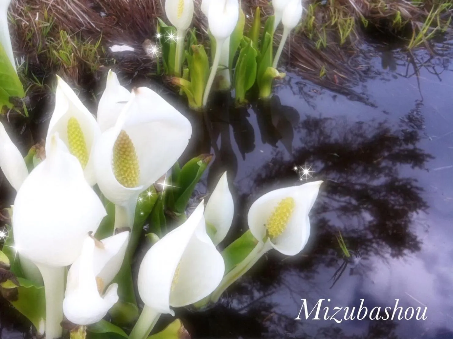 Spring in Pension Wildflowers