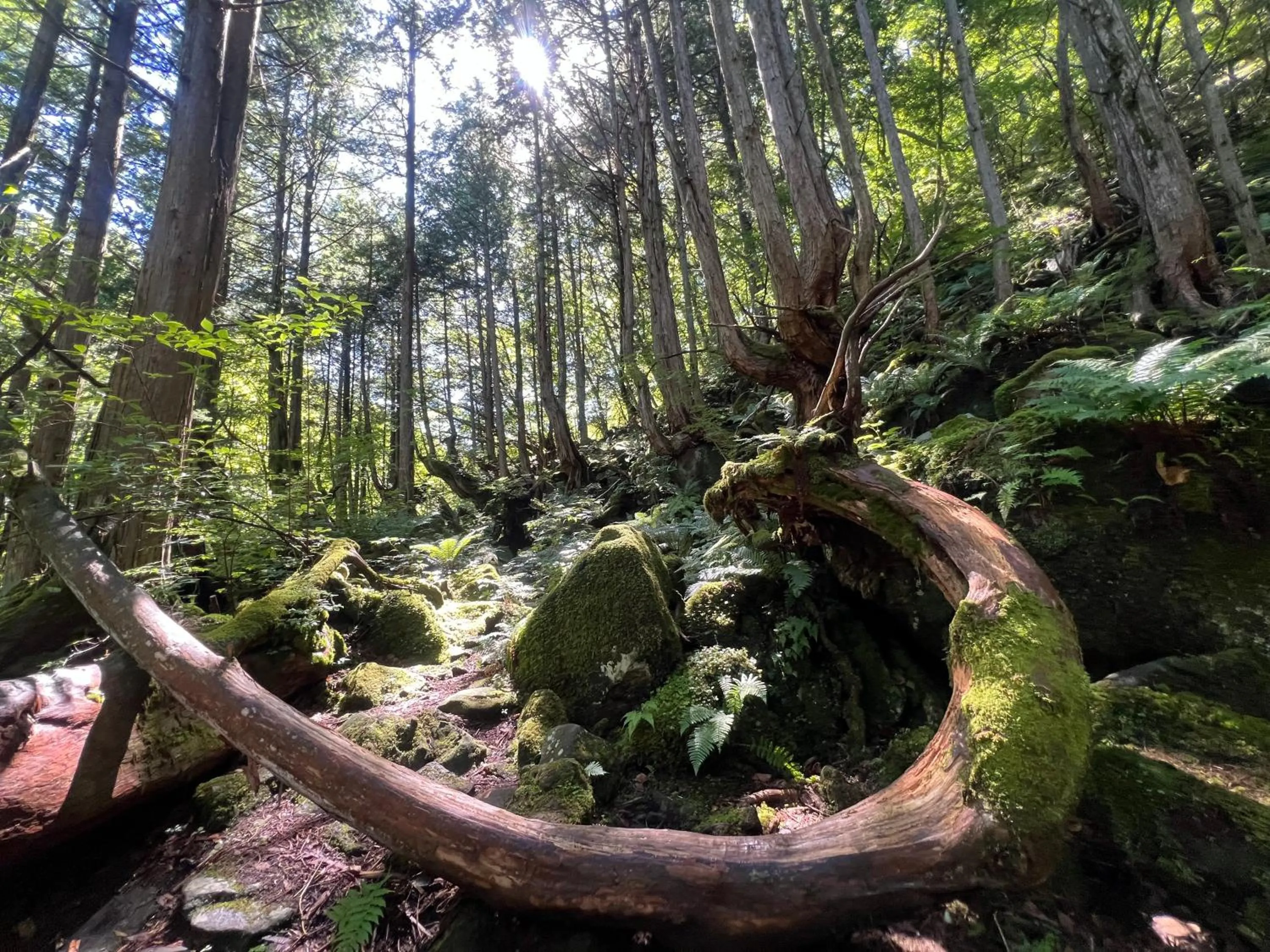 Neighbourhood in Pension Wildflowers