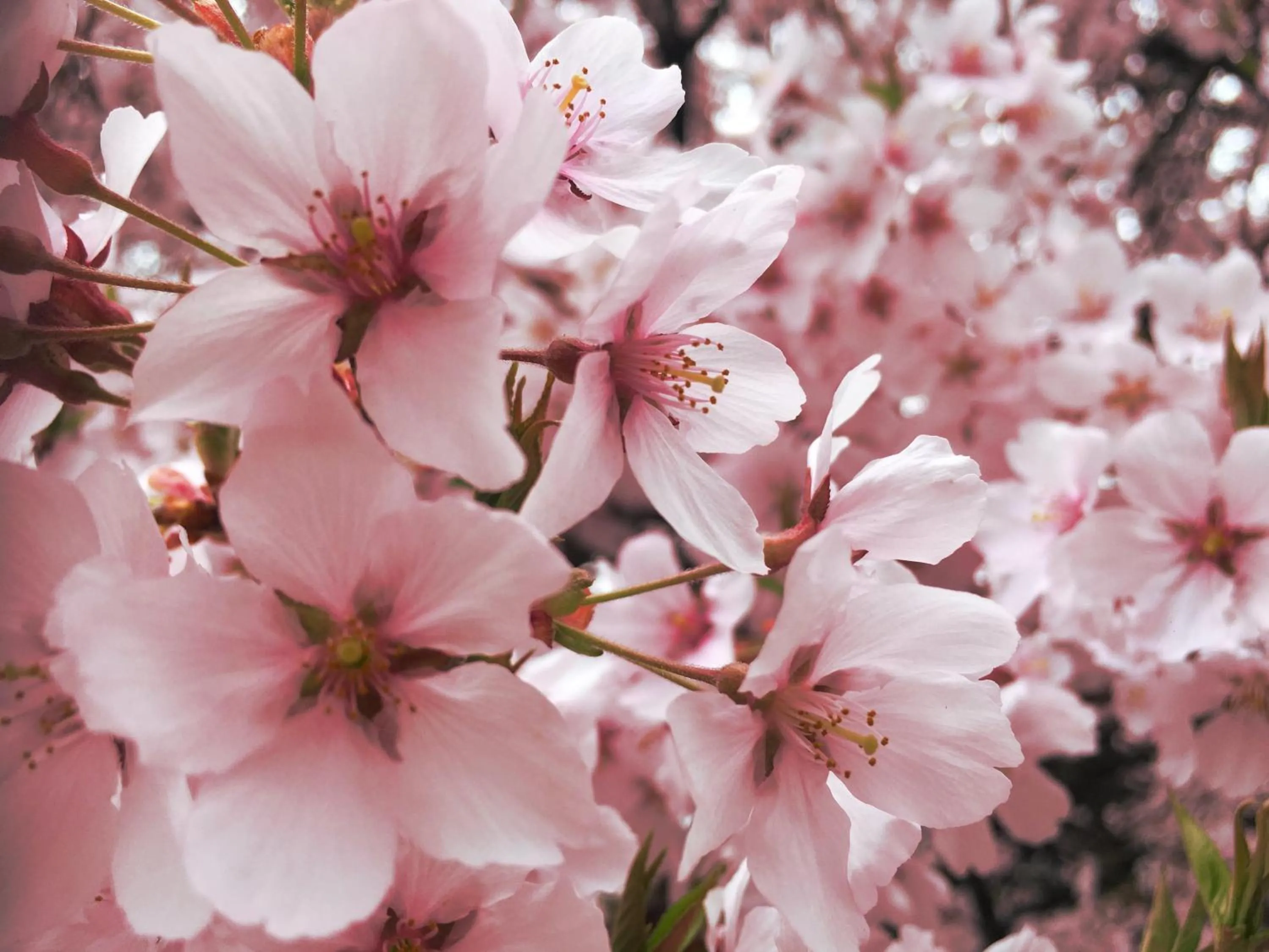 Off site in Pension Wildflowers