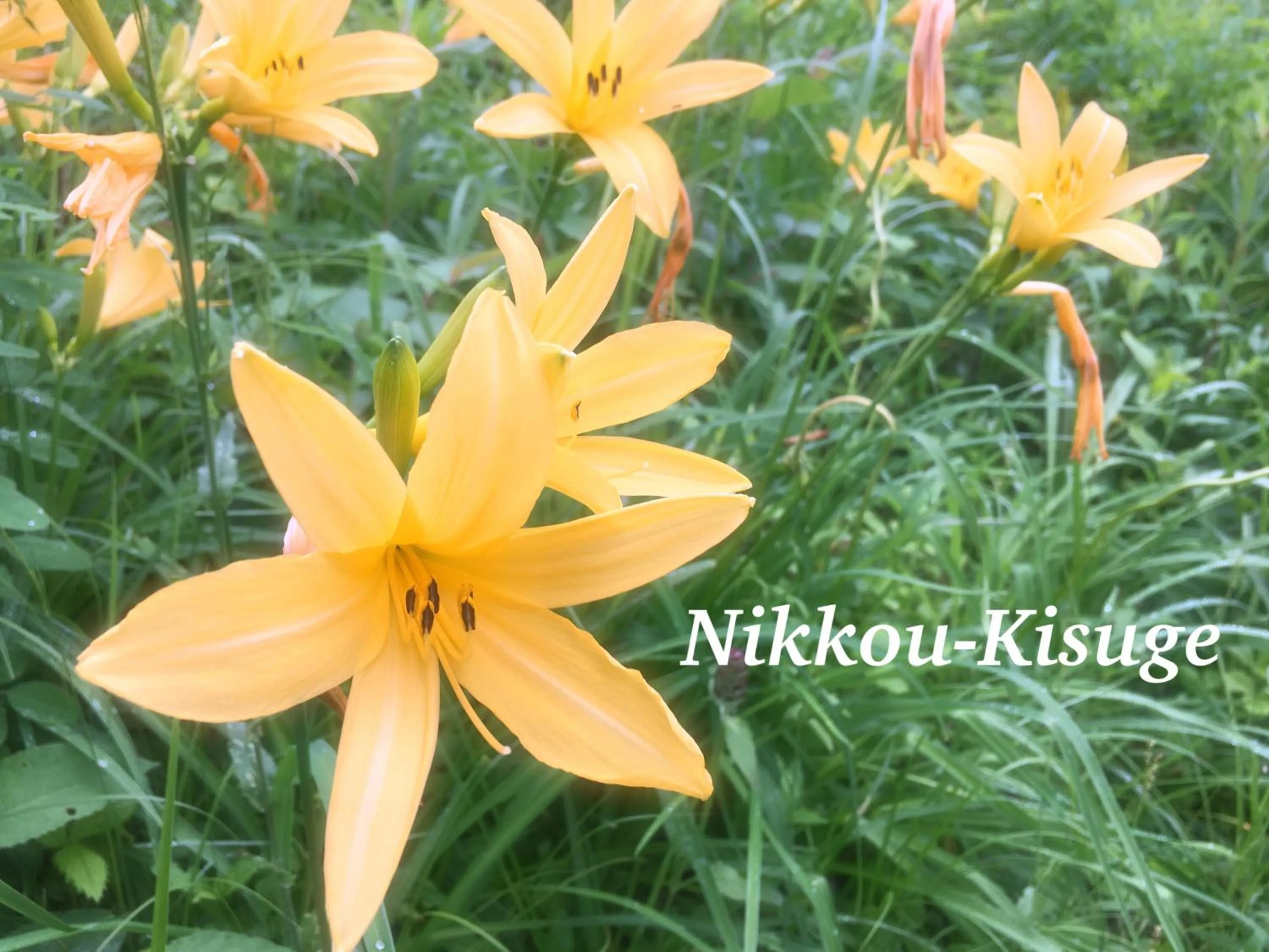 Nearby landmark in Pension Wildflowers