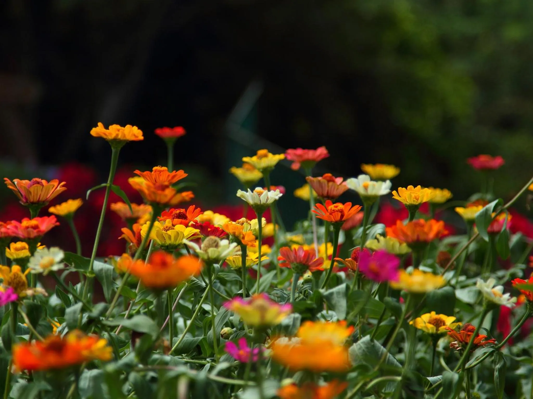 Other in Grand & Gangula