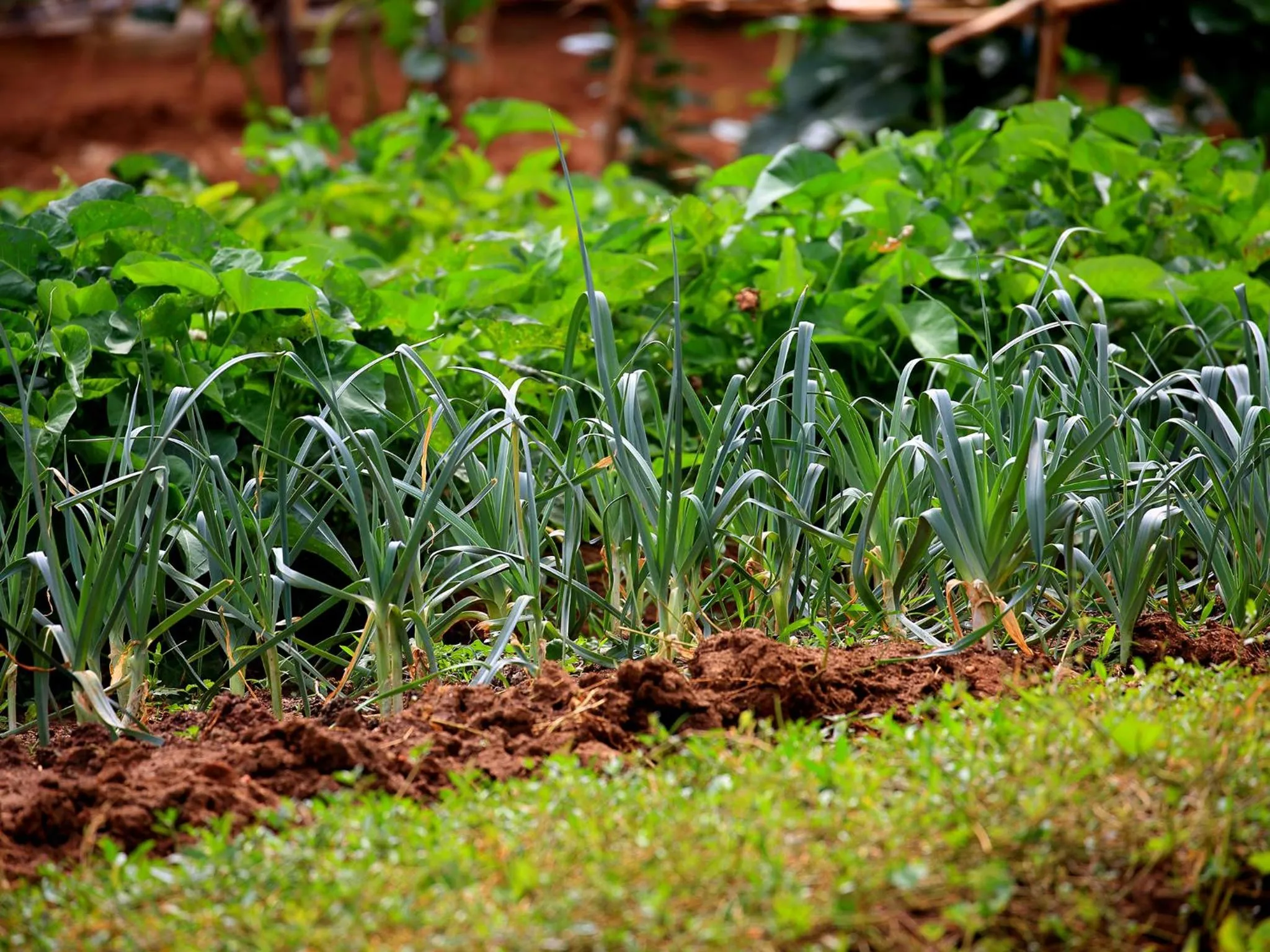 Other in Grand & Gangula