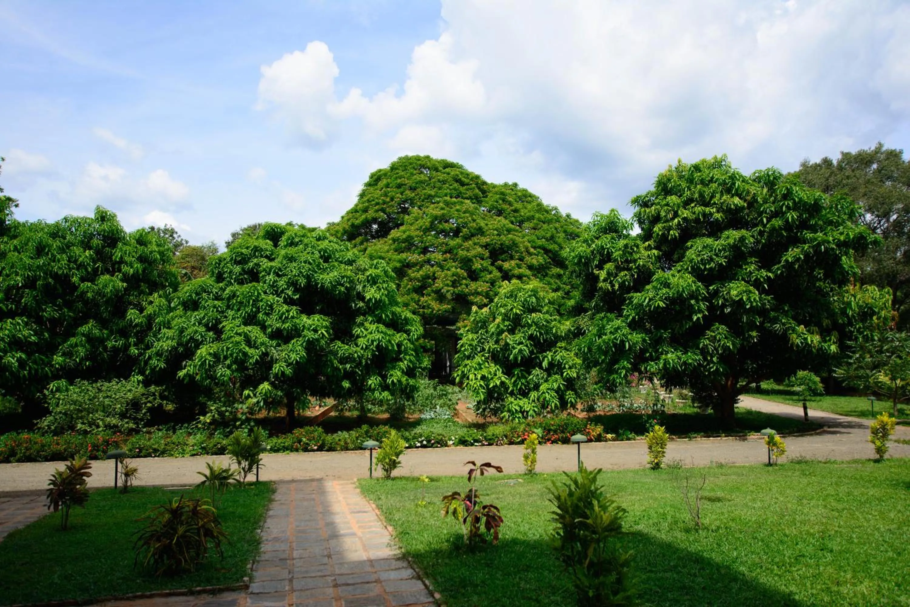 Bird's eye view in Grand & Gangula