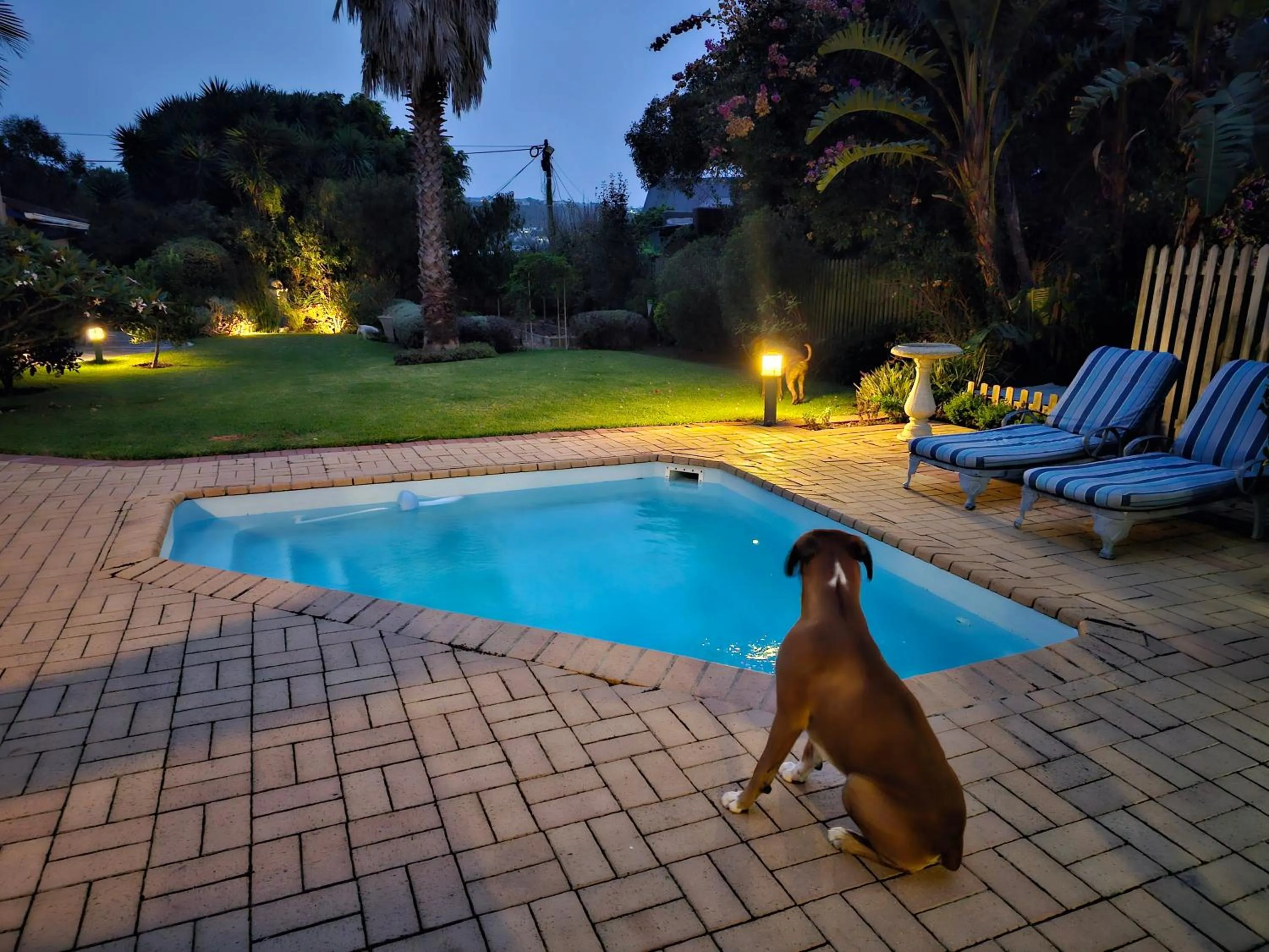 Pets in 113 on Robberg