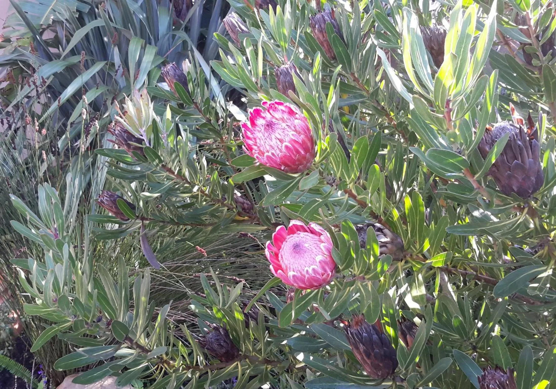 Garden in 113 on Robberg