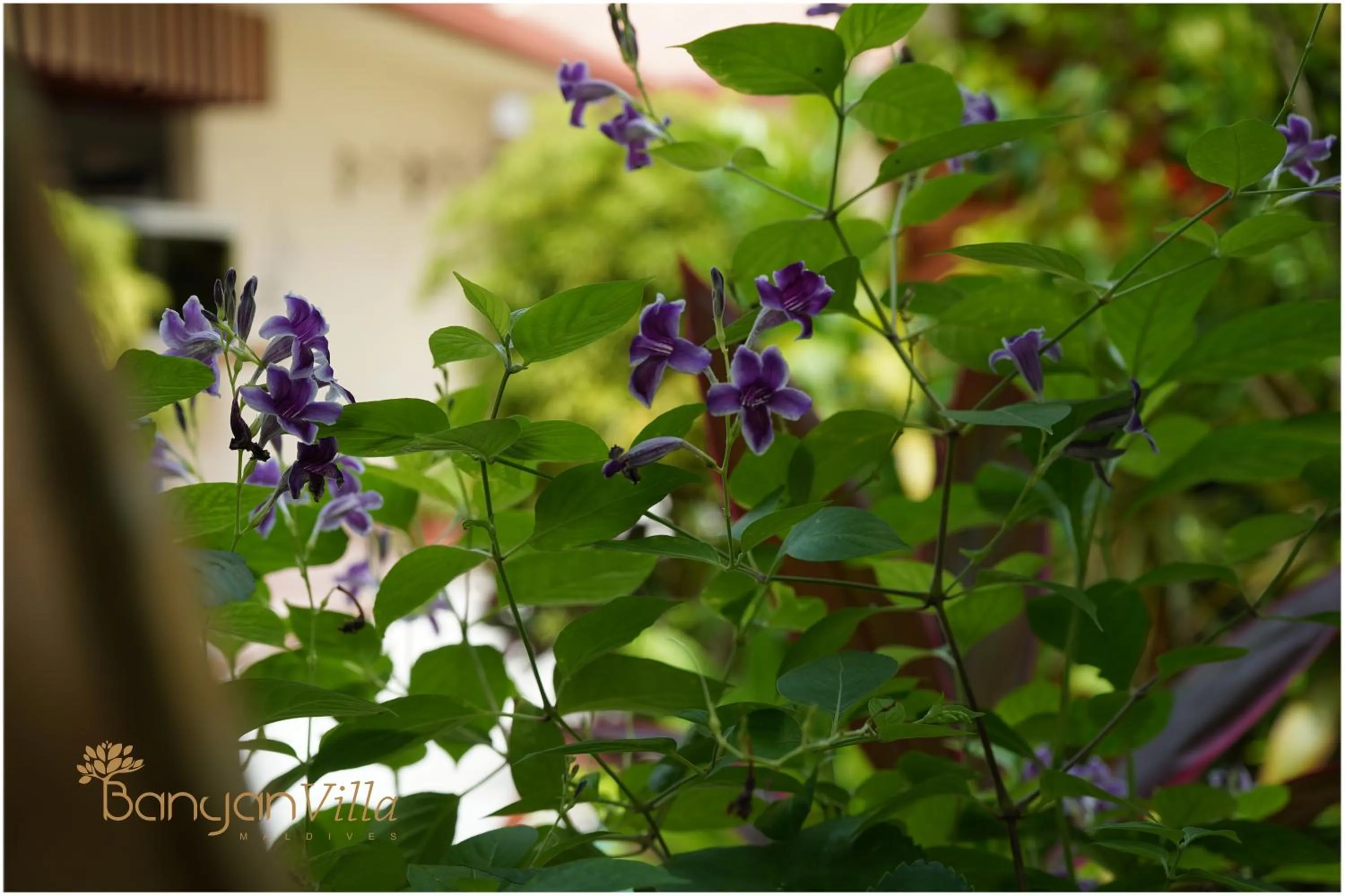 Garden in Banyan Villa Maldives Dhangethi