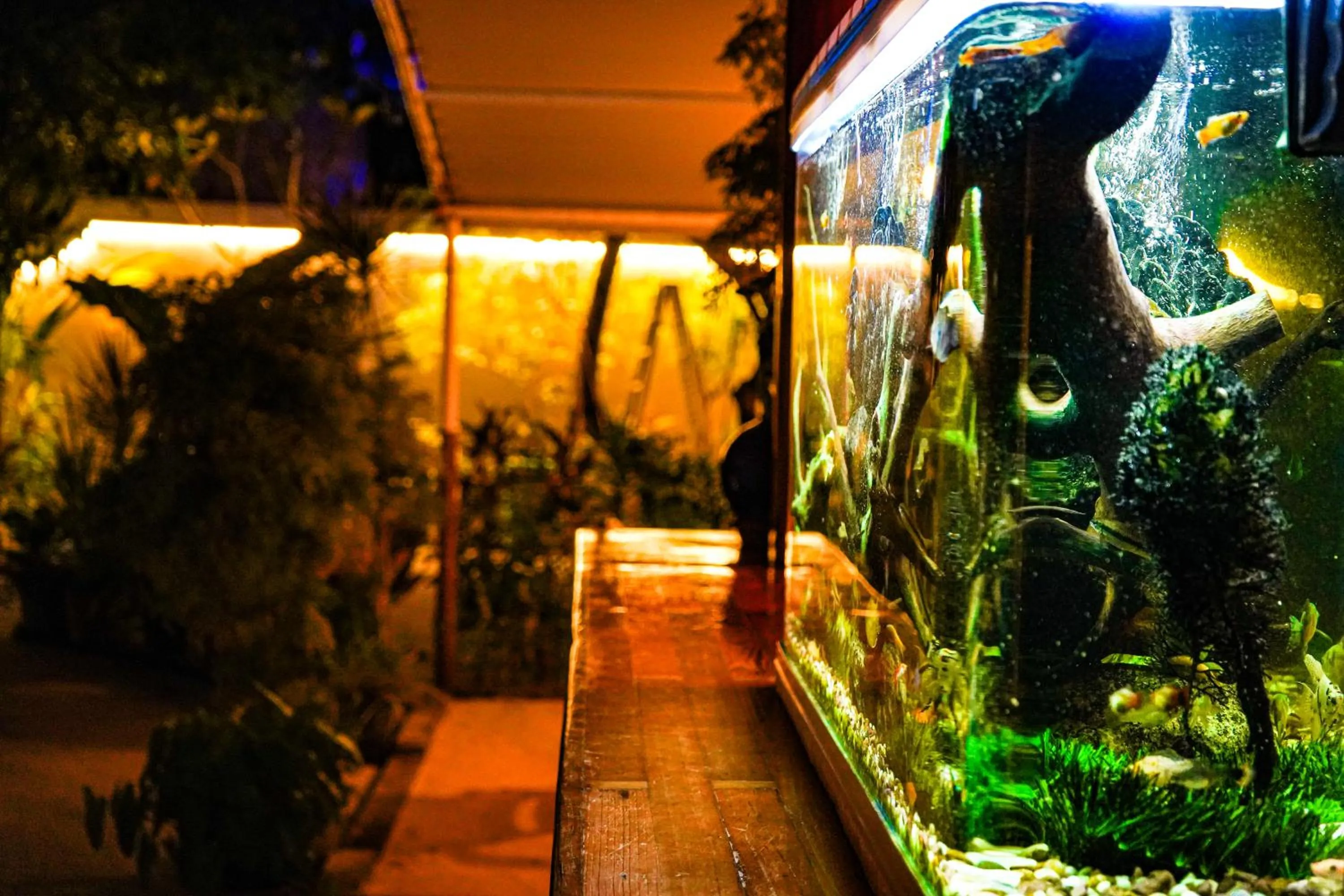 Garden in Banyan Villa Maldives Dhangethi