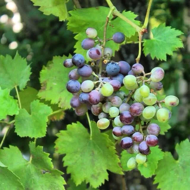 Kalderimi Country House