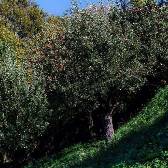 Kalderimi Country House