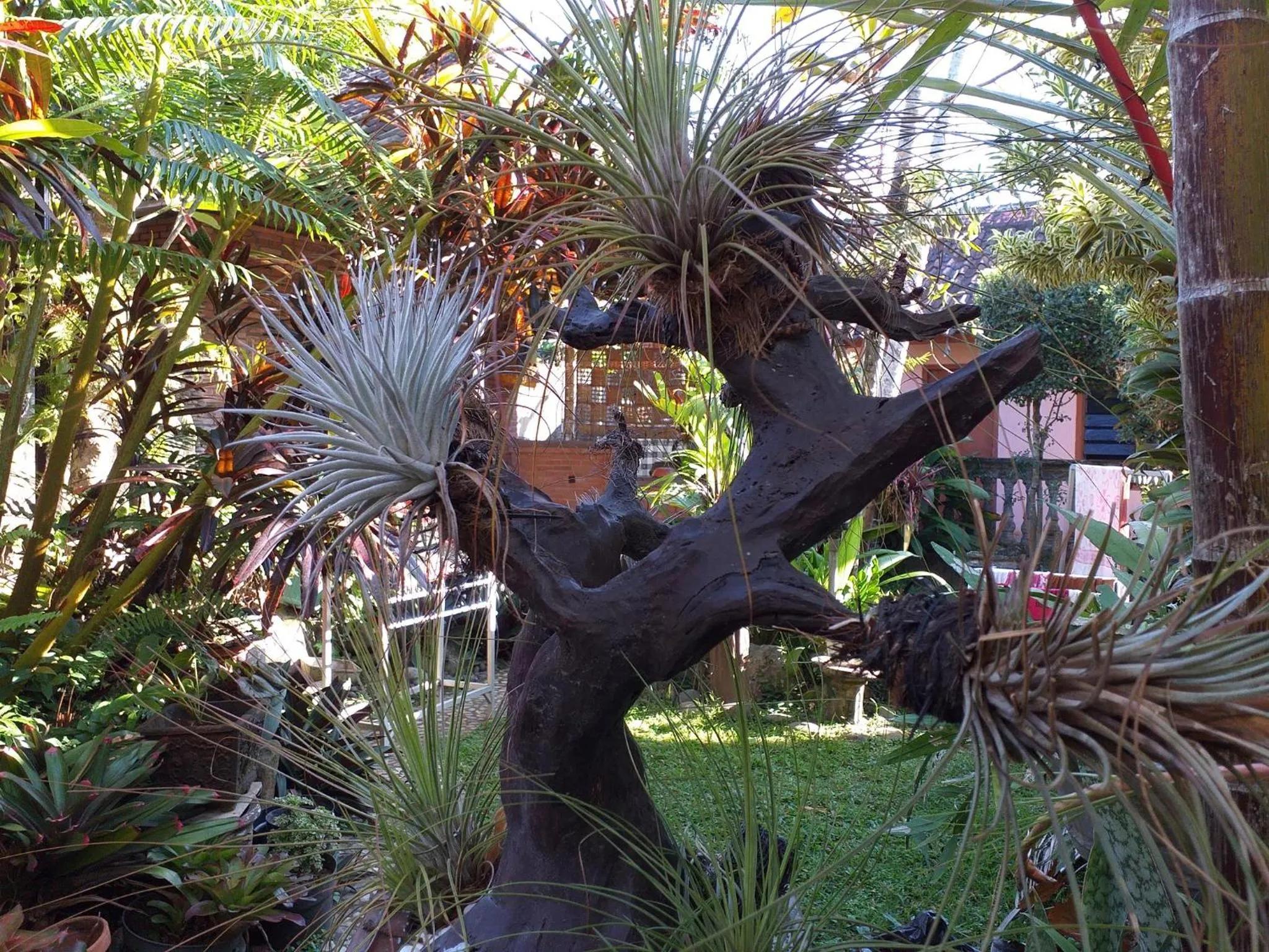 Garden in Puri Asri Bungalow Ubud