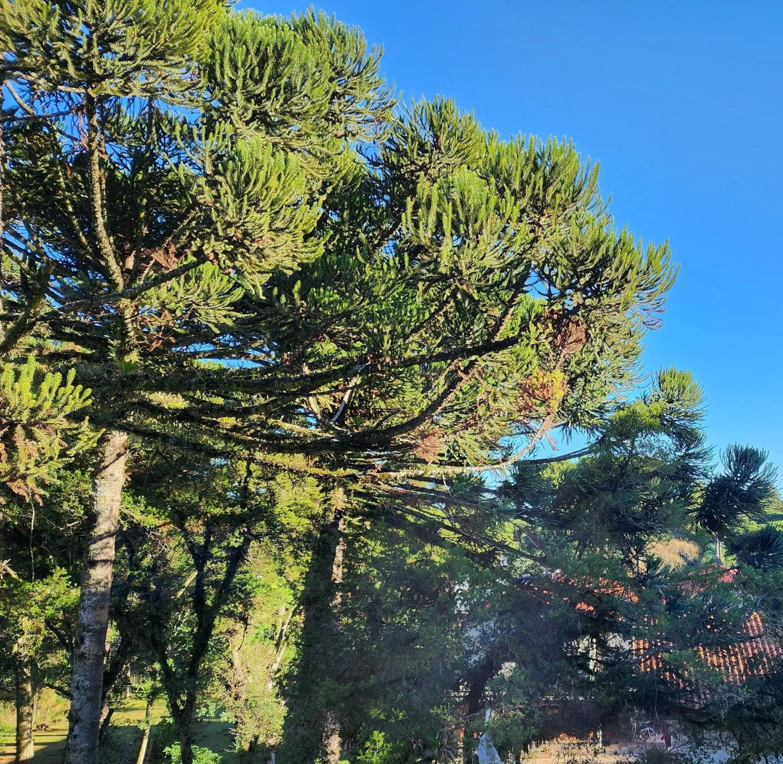 View (from property/room) in DoubleTree by Hilton Caracol Canela