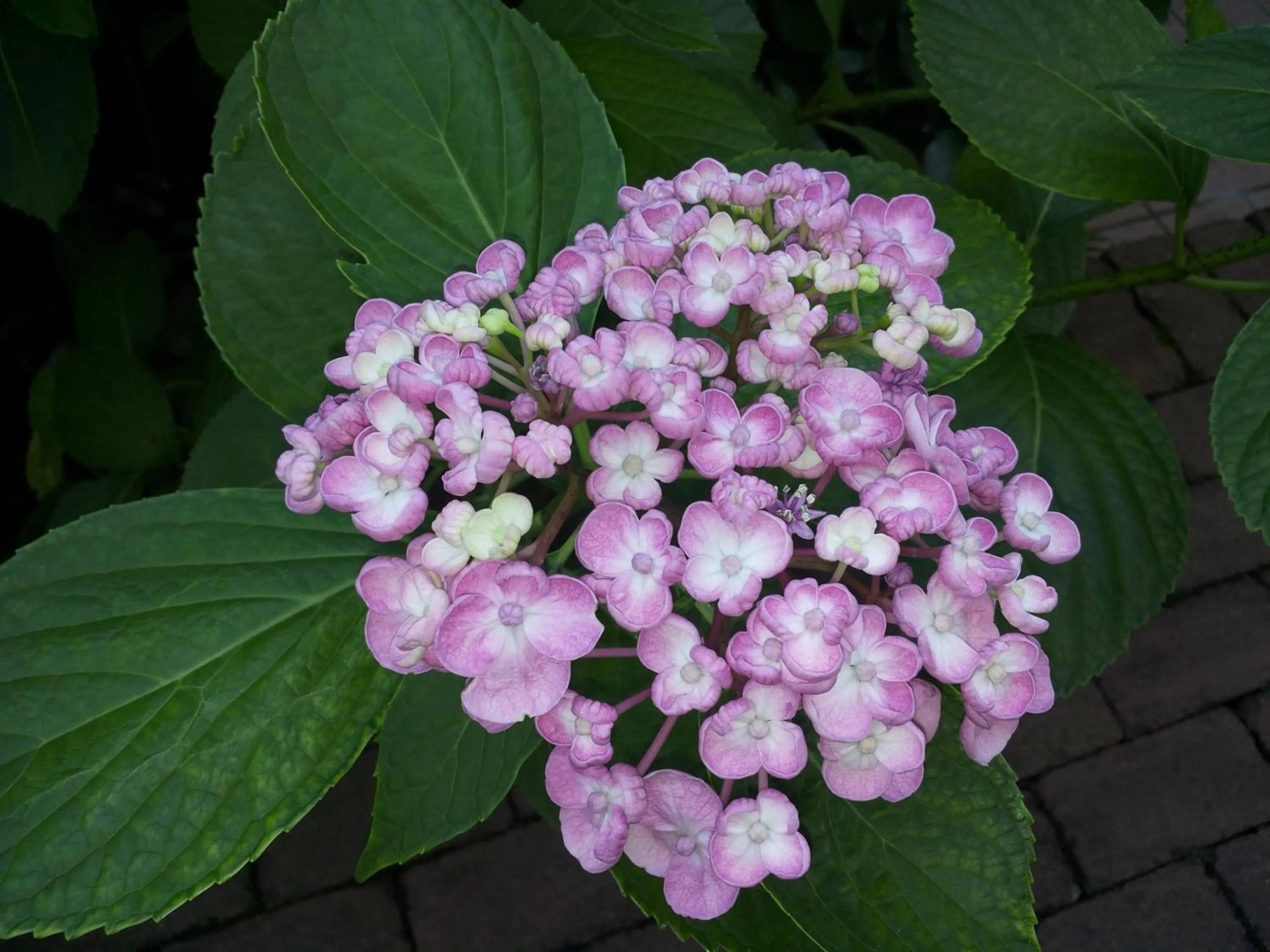 Facade/entrance in A Casa Di Paola