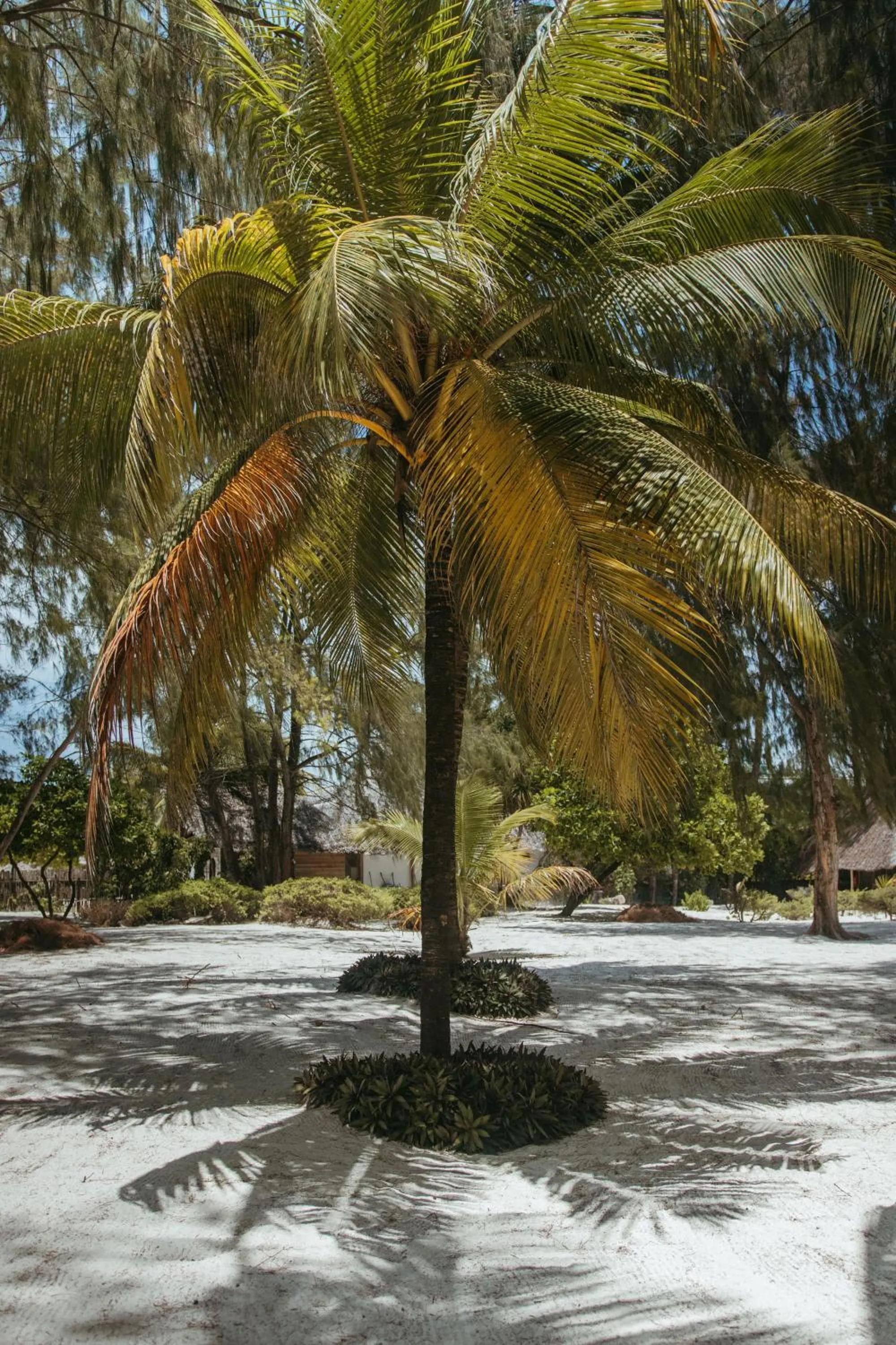 Garden view in Hakuna Majiwe Beach Lodge