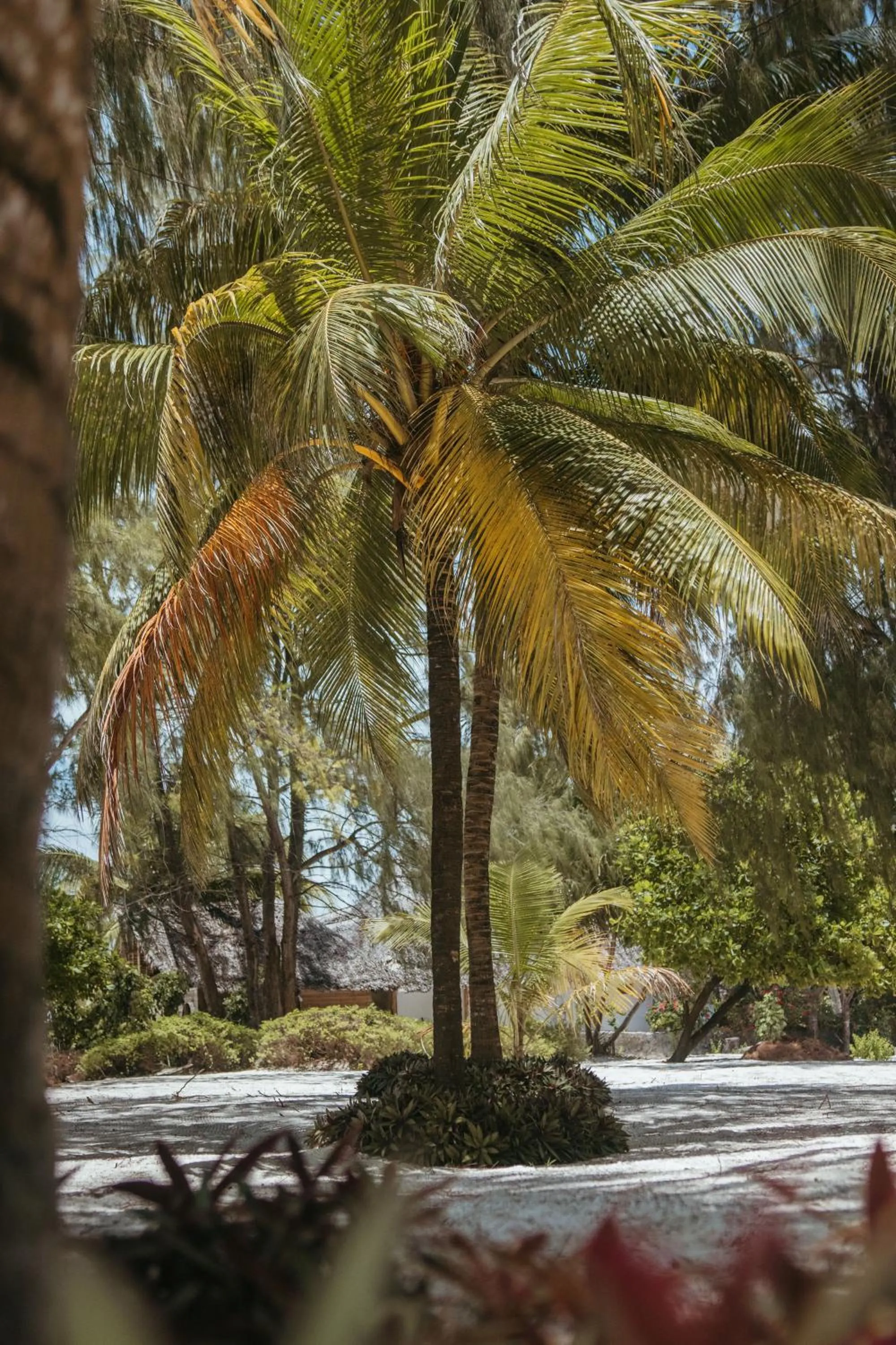 Garden in Hakuna Majiwe Beach Lodge