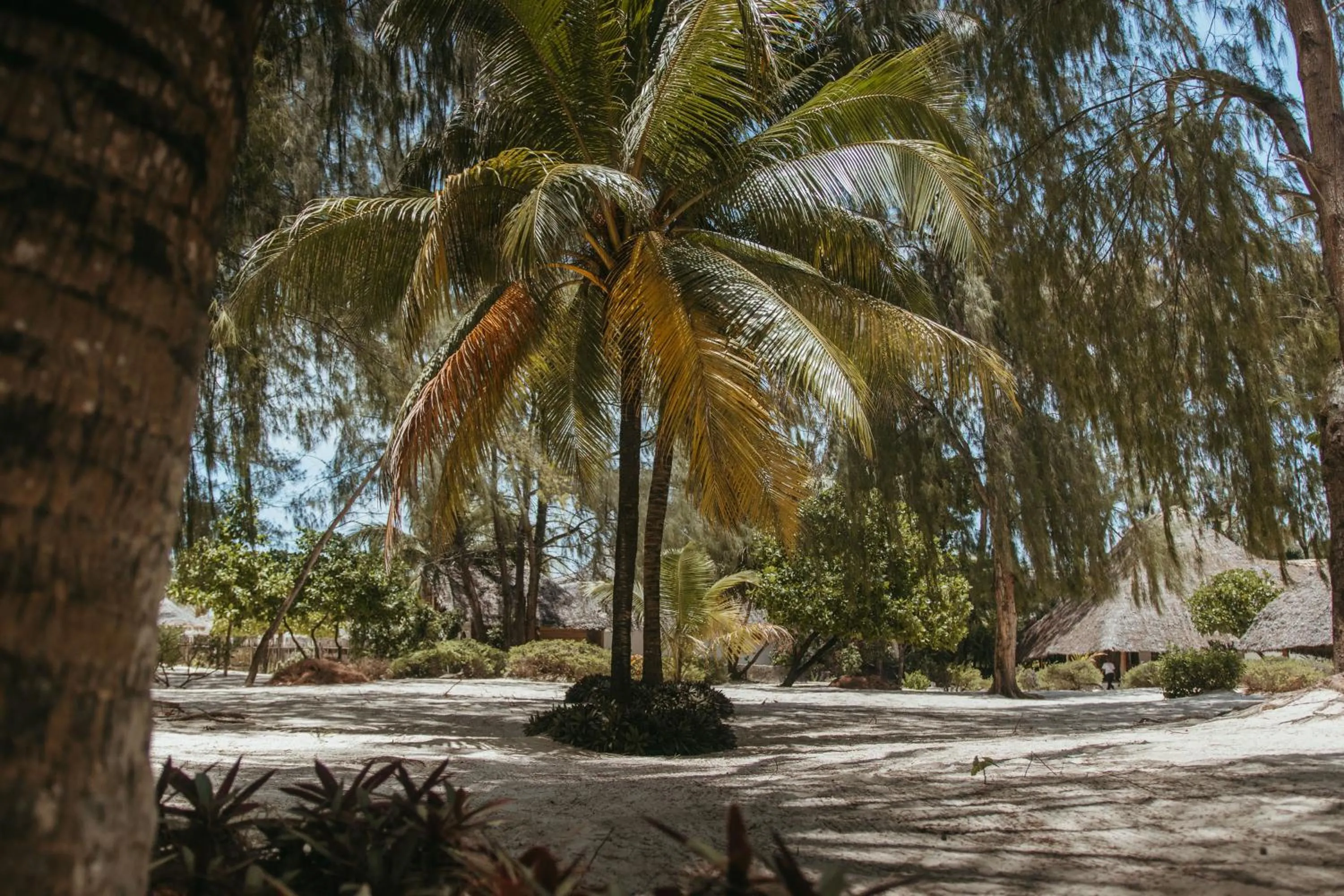 Garden view in Hakuna Majiwe Beach Lodge