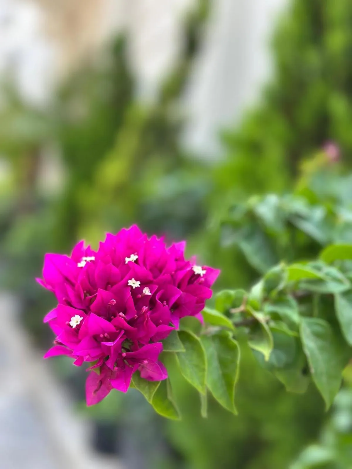 Garden view in Ber Mai İnci Hotel Antalya