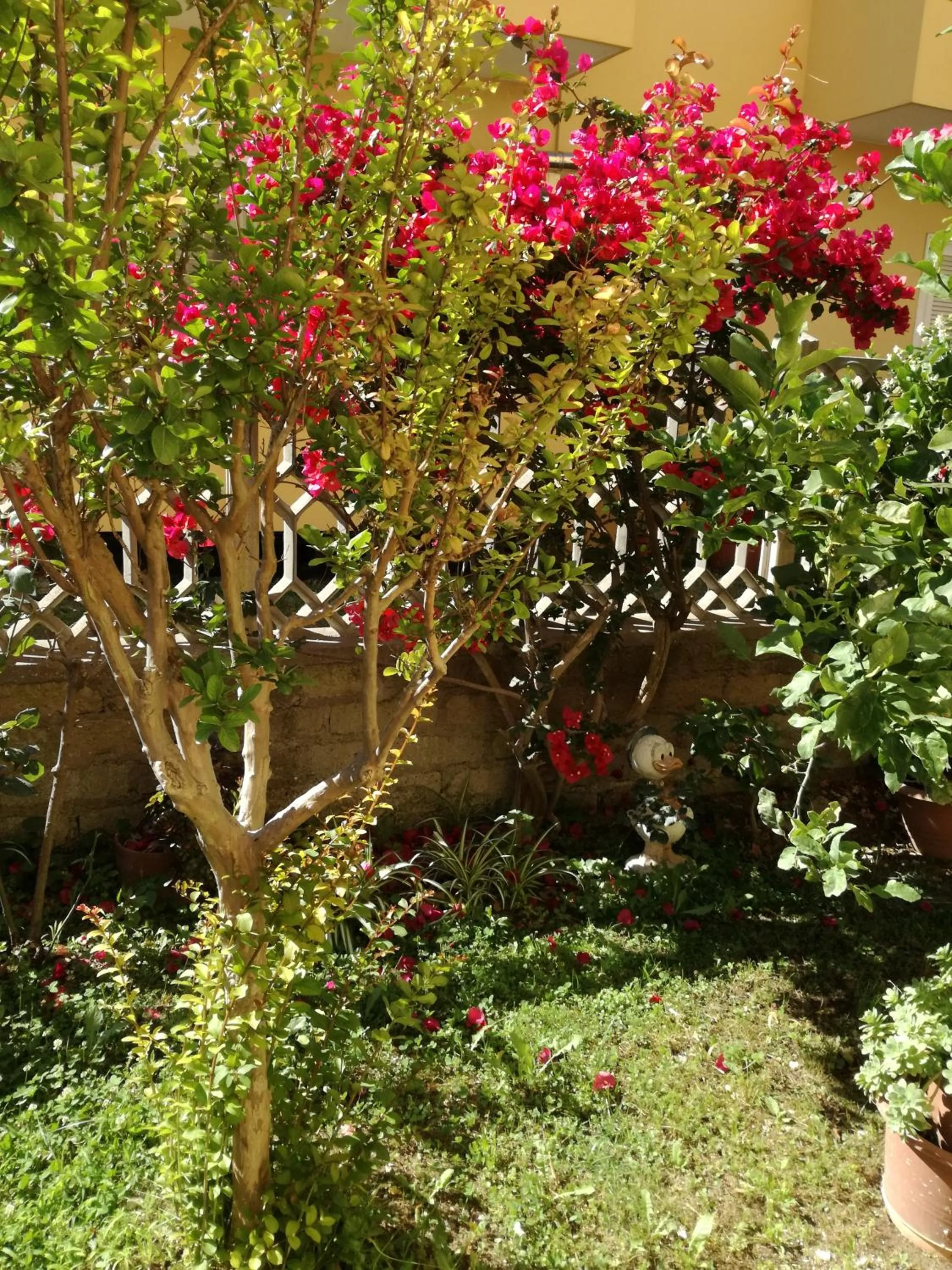 Garden view in Bb Smallville