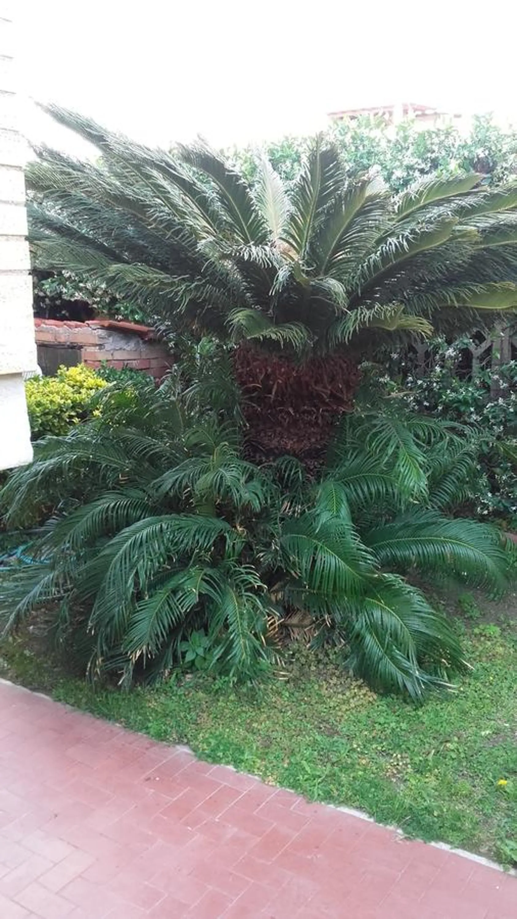 Other in Bb Smallville