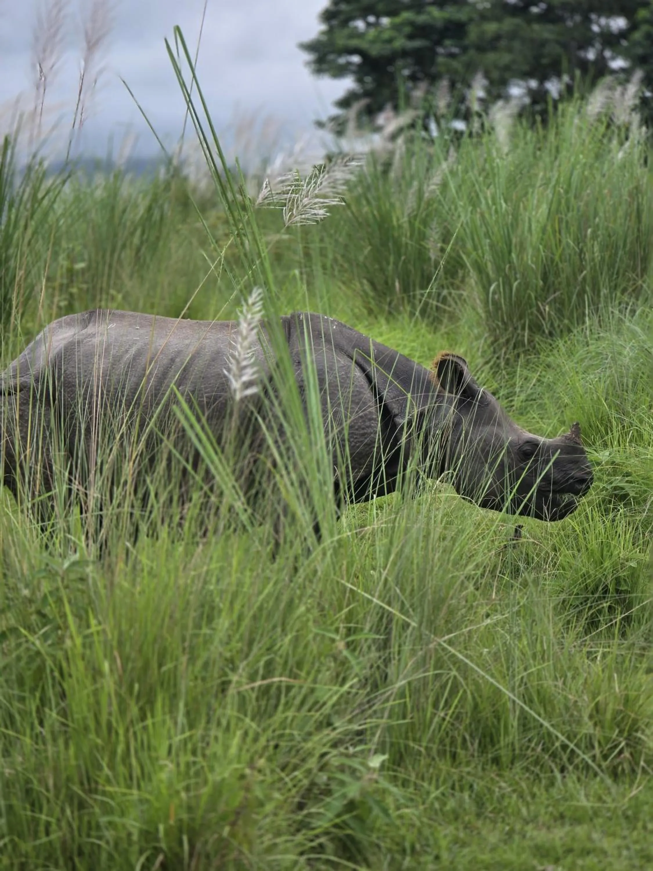 Natural landscape in Siddhartha Wildlife Retreat