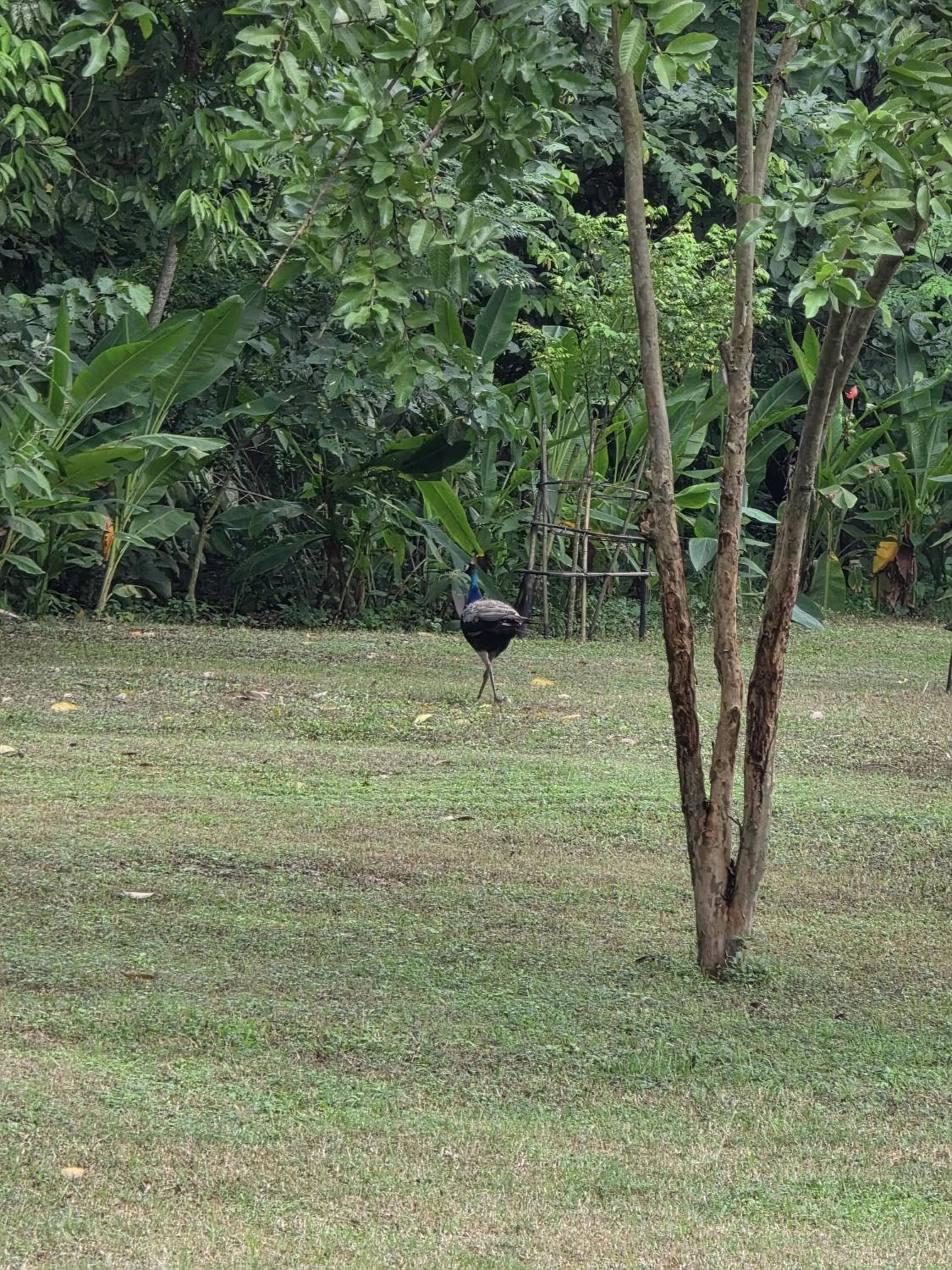 Garden in Siddhartha Wildlife Retreat