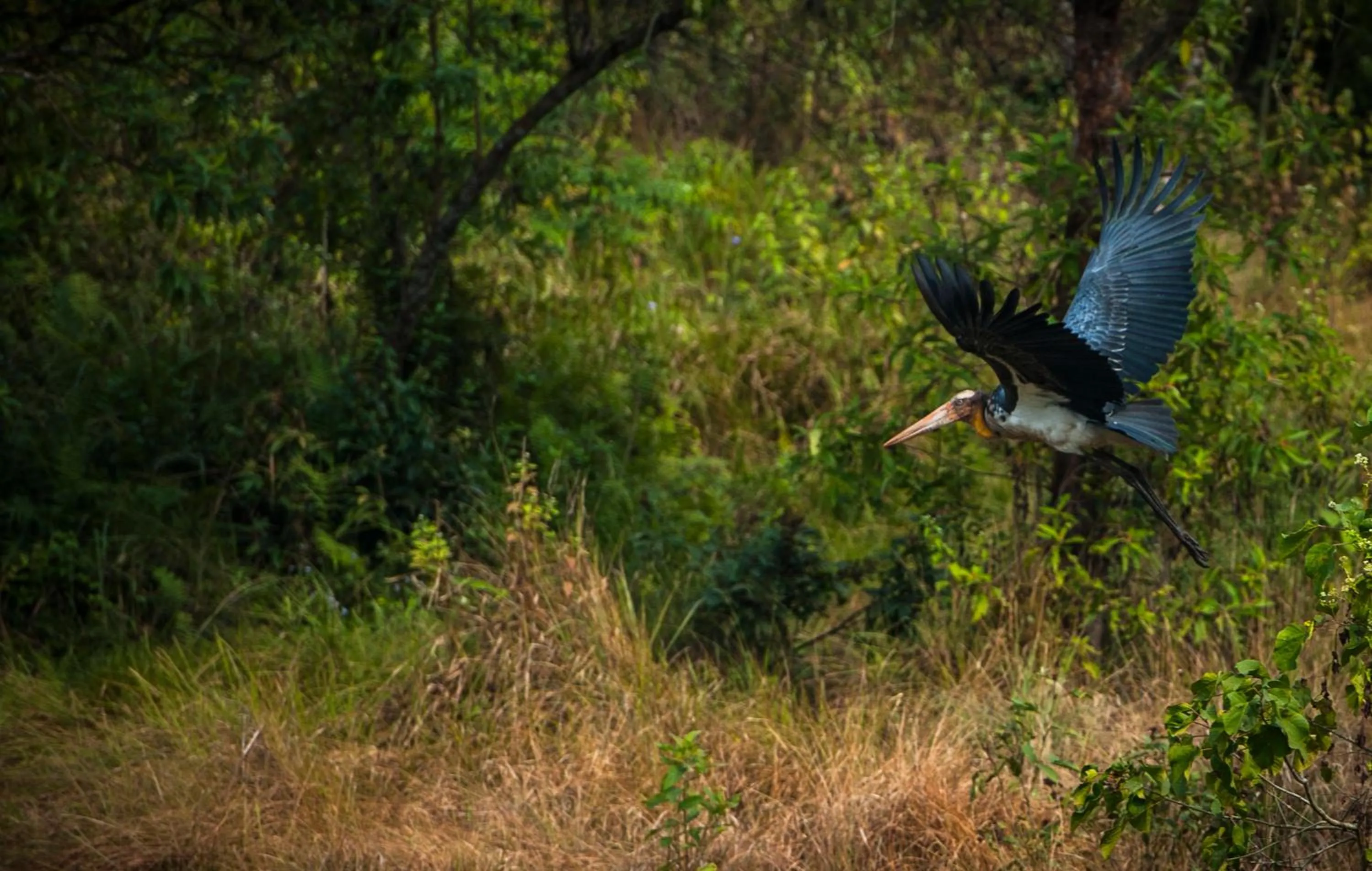 Activities in Siddhartha Wildlife Retreat