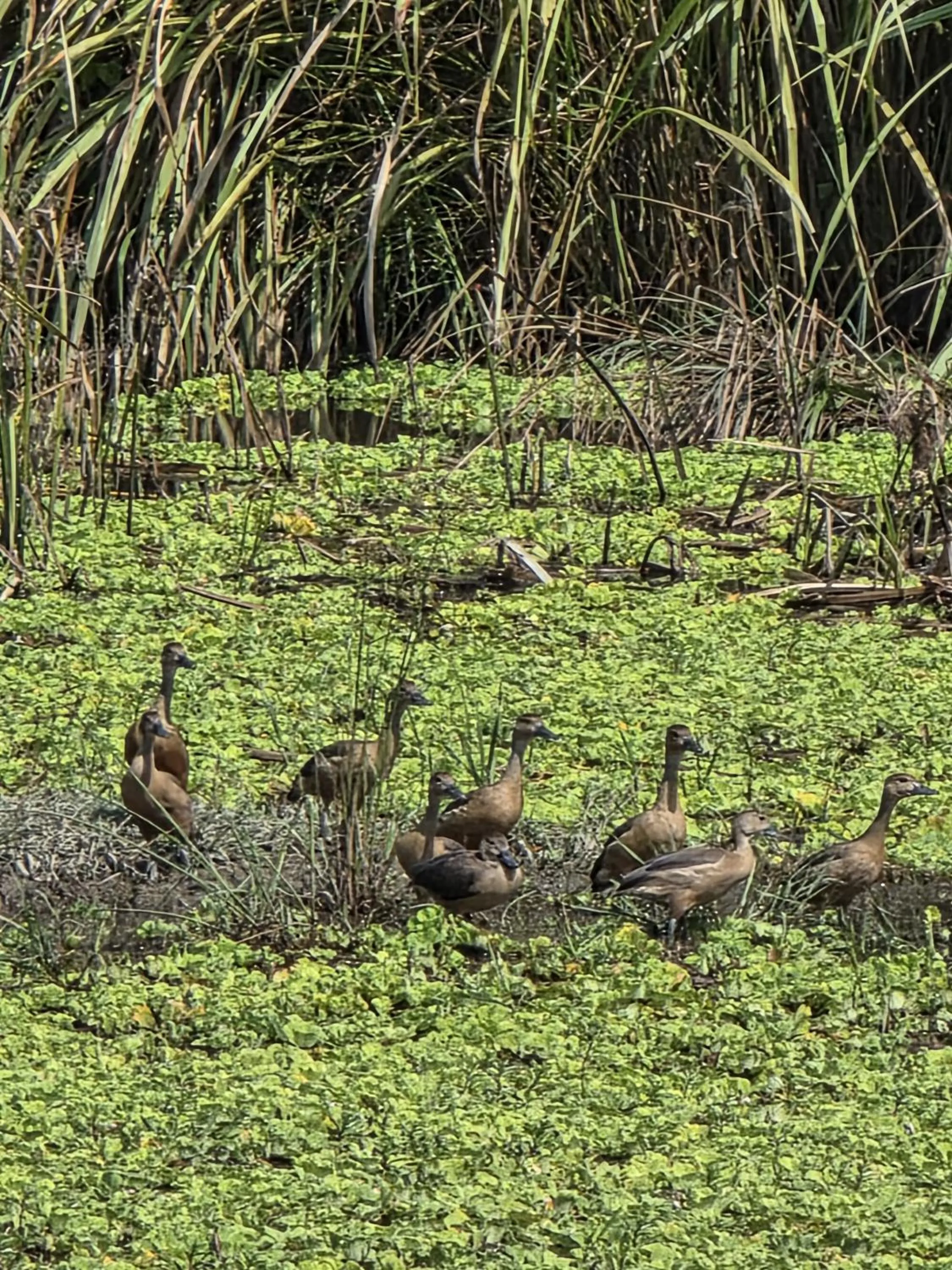 Natural landscape in Siddhartha Wildlife Retreat