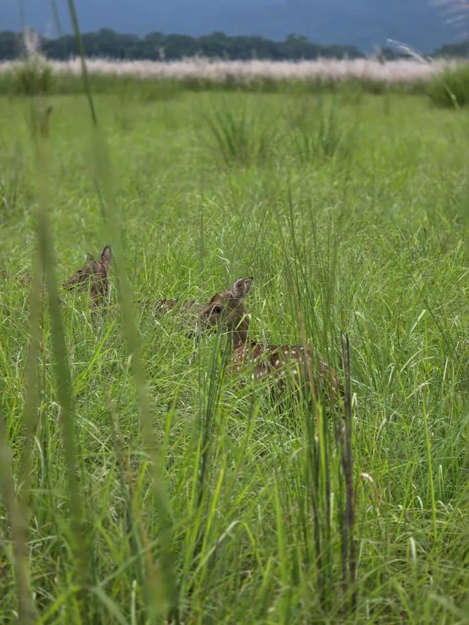 Natural landscape in Siddhartha Wildlife Retreat