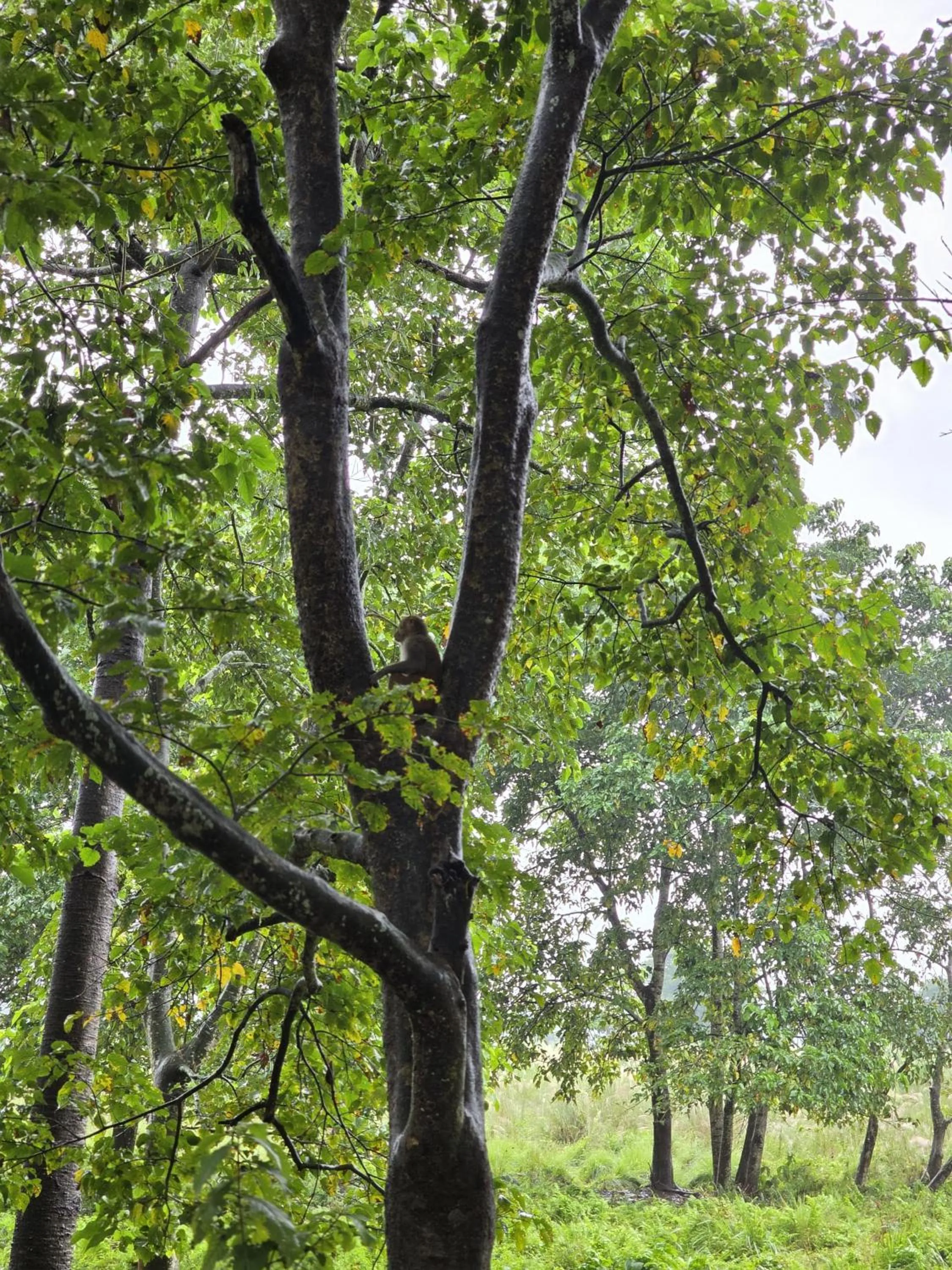 Natural landscape in Siddhartha Wildlife Retreat