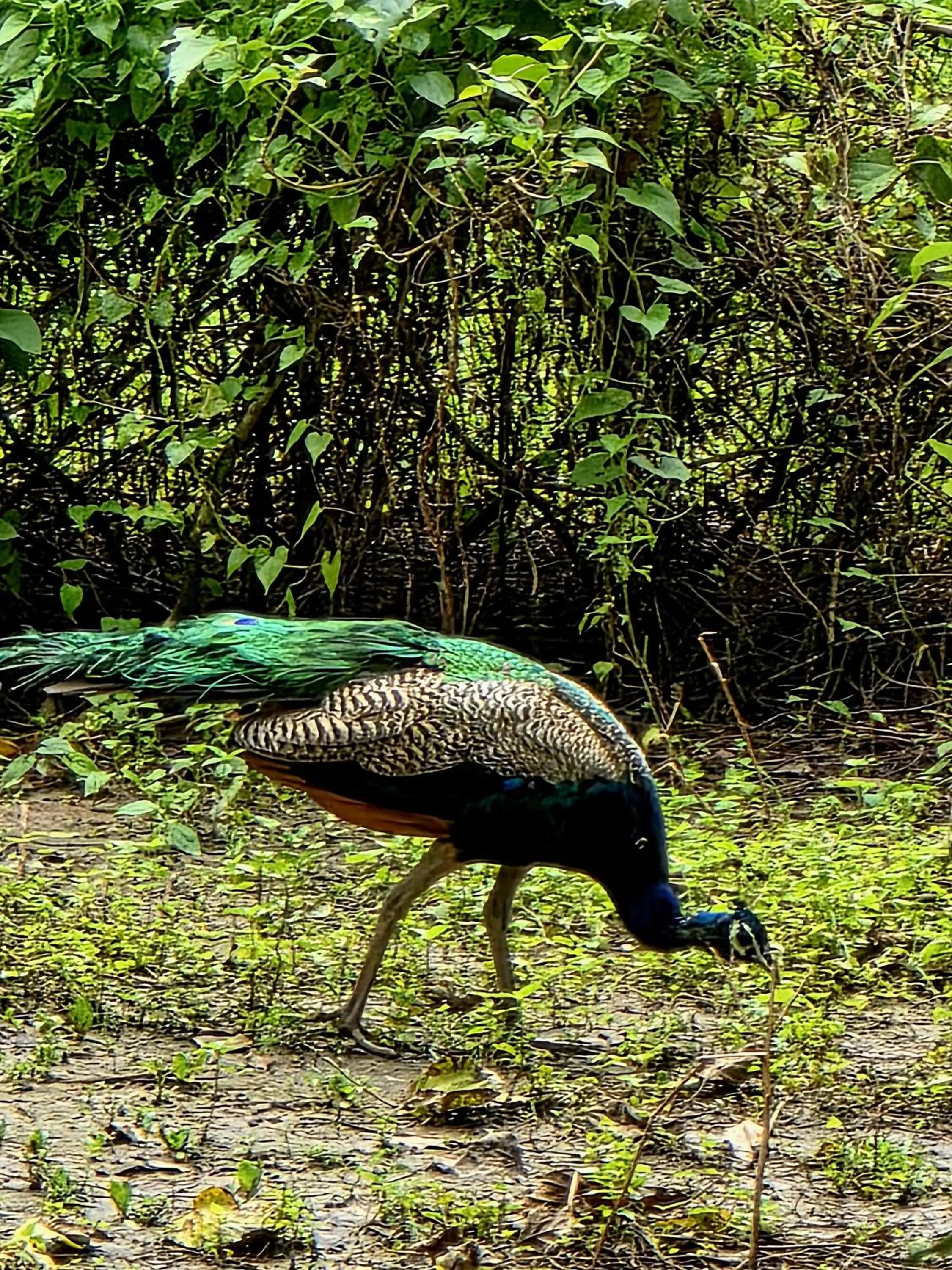 Animals in Siddhartha Wildlife Retreat