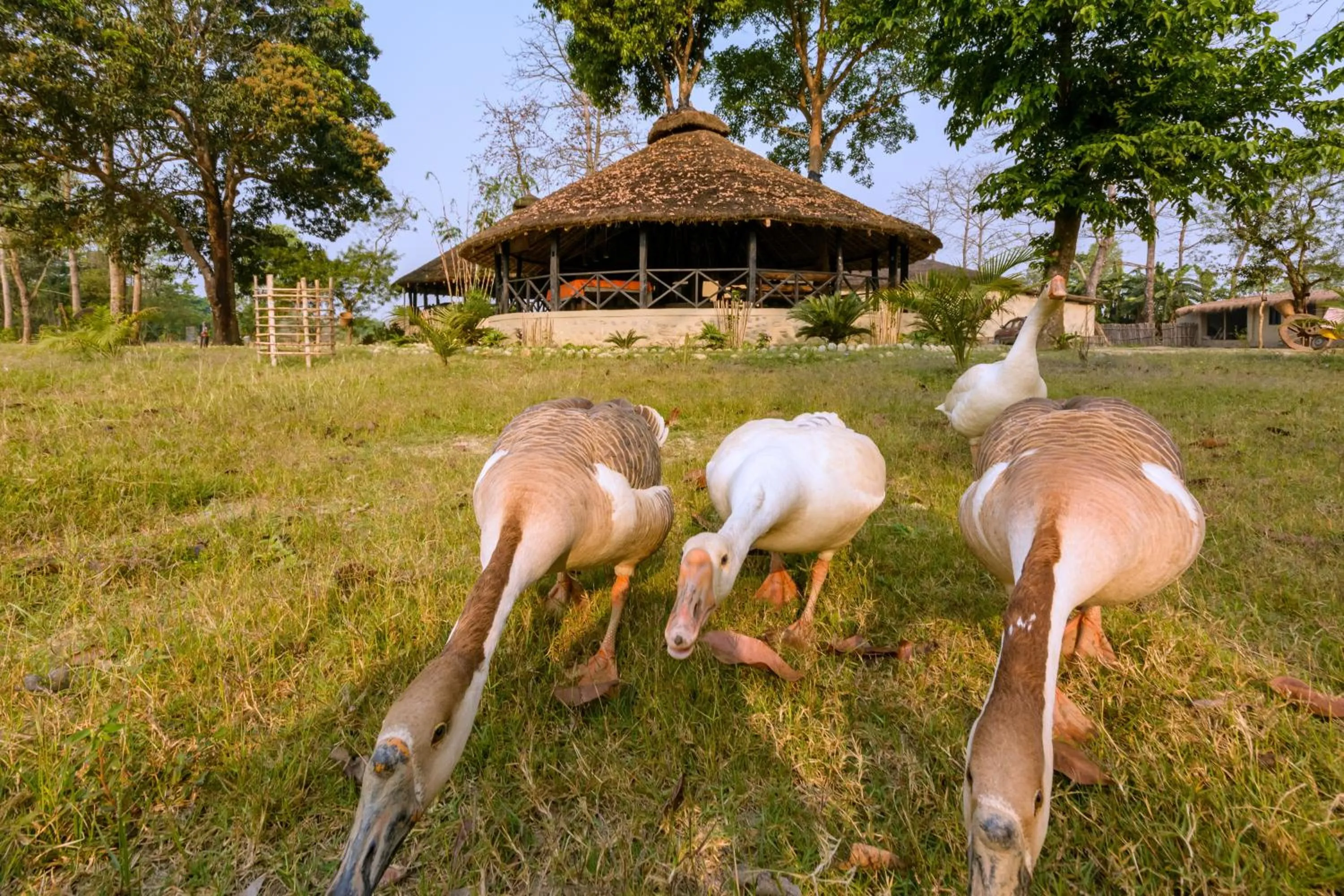 Animals in Siddhartha Wildlife Retreat