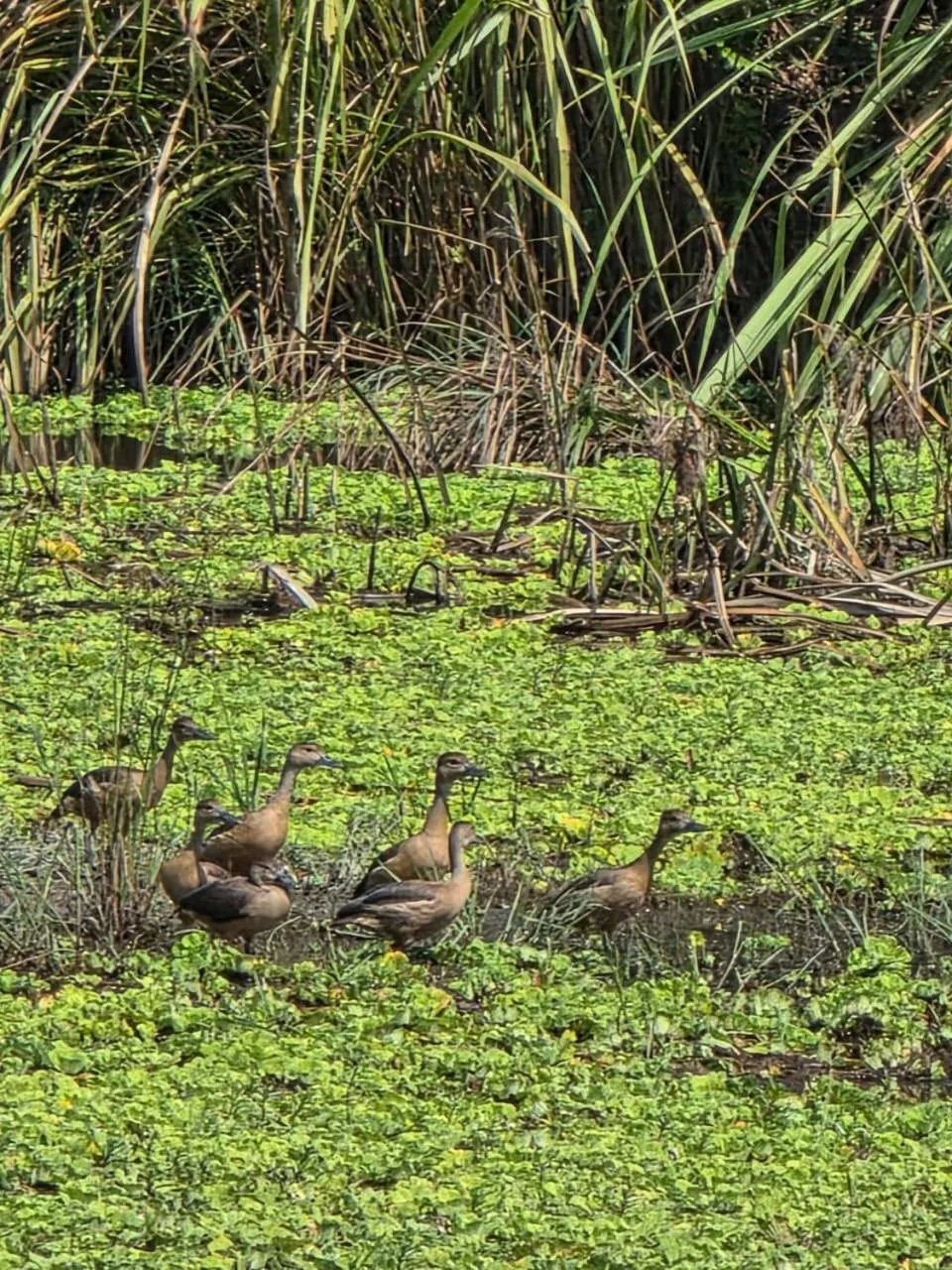 Natural landscape in Siddhartha Wildlife Retreat