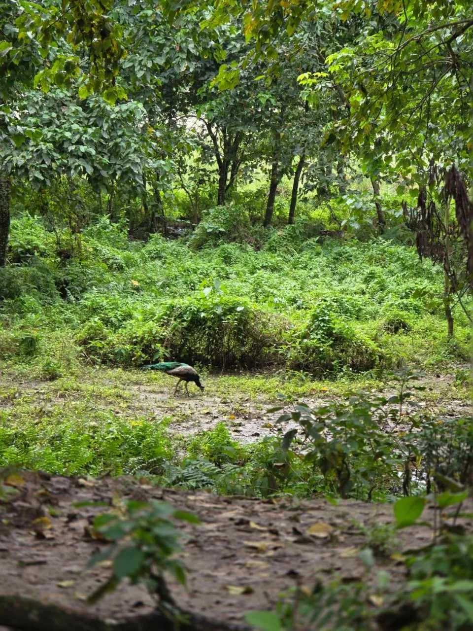 Spring in Siddhartha Wildlife Retreat