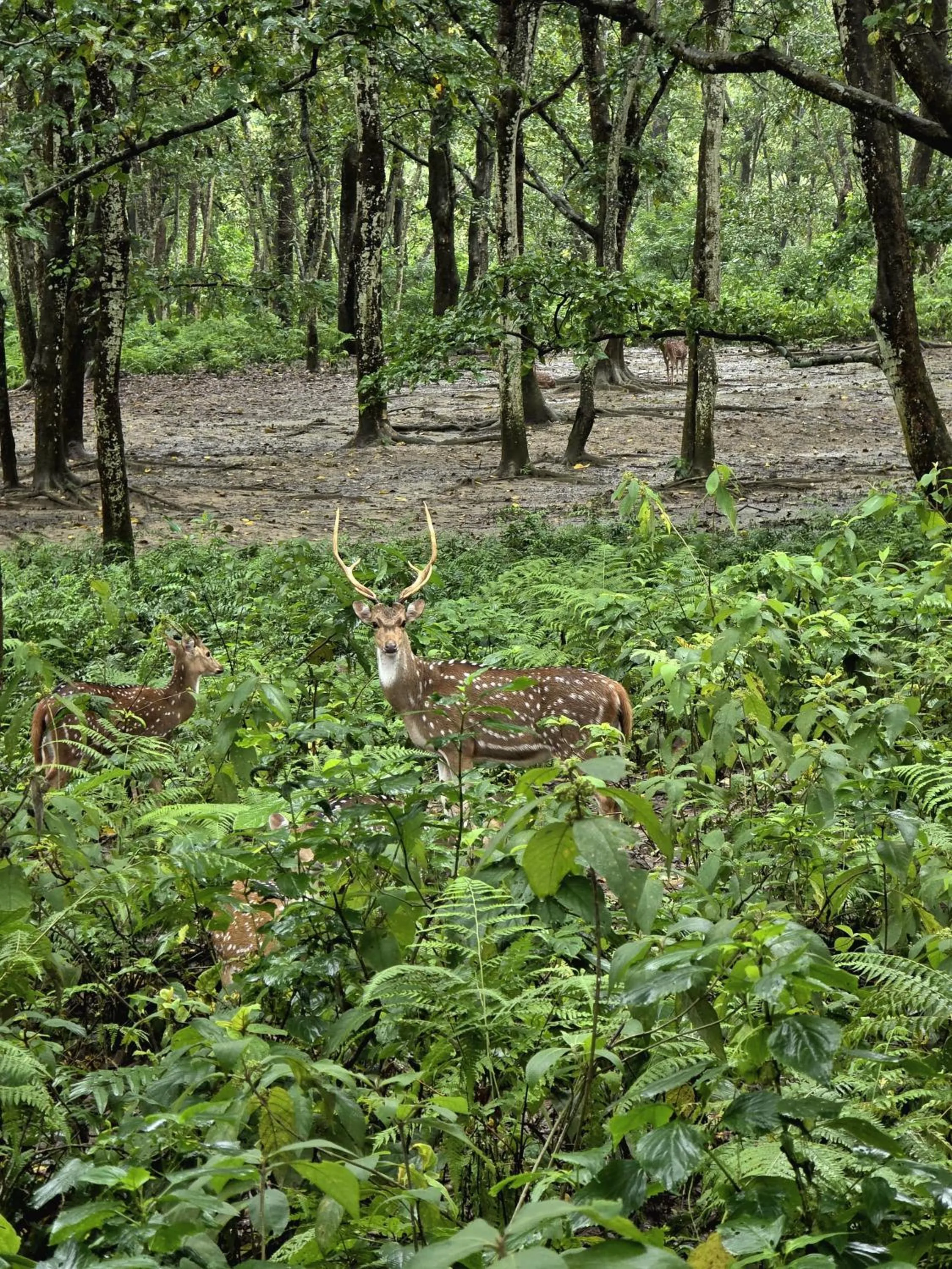 Natural landscape in Siddhartha Wildlife Retreat