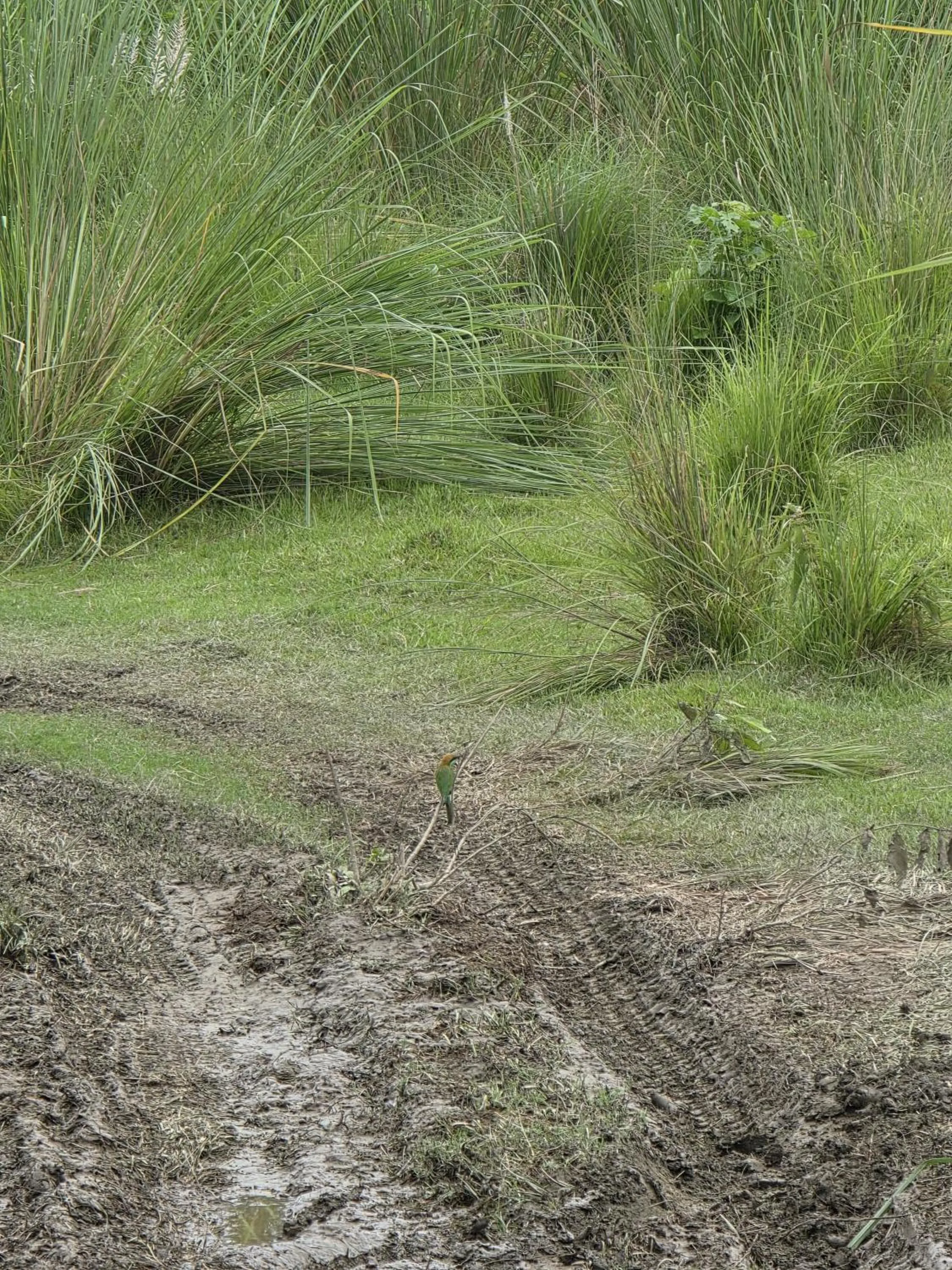 Natural landscape in Siddhartha Wildlife Retreat