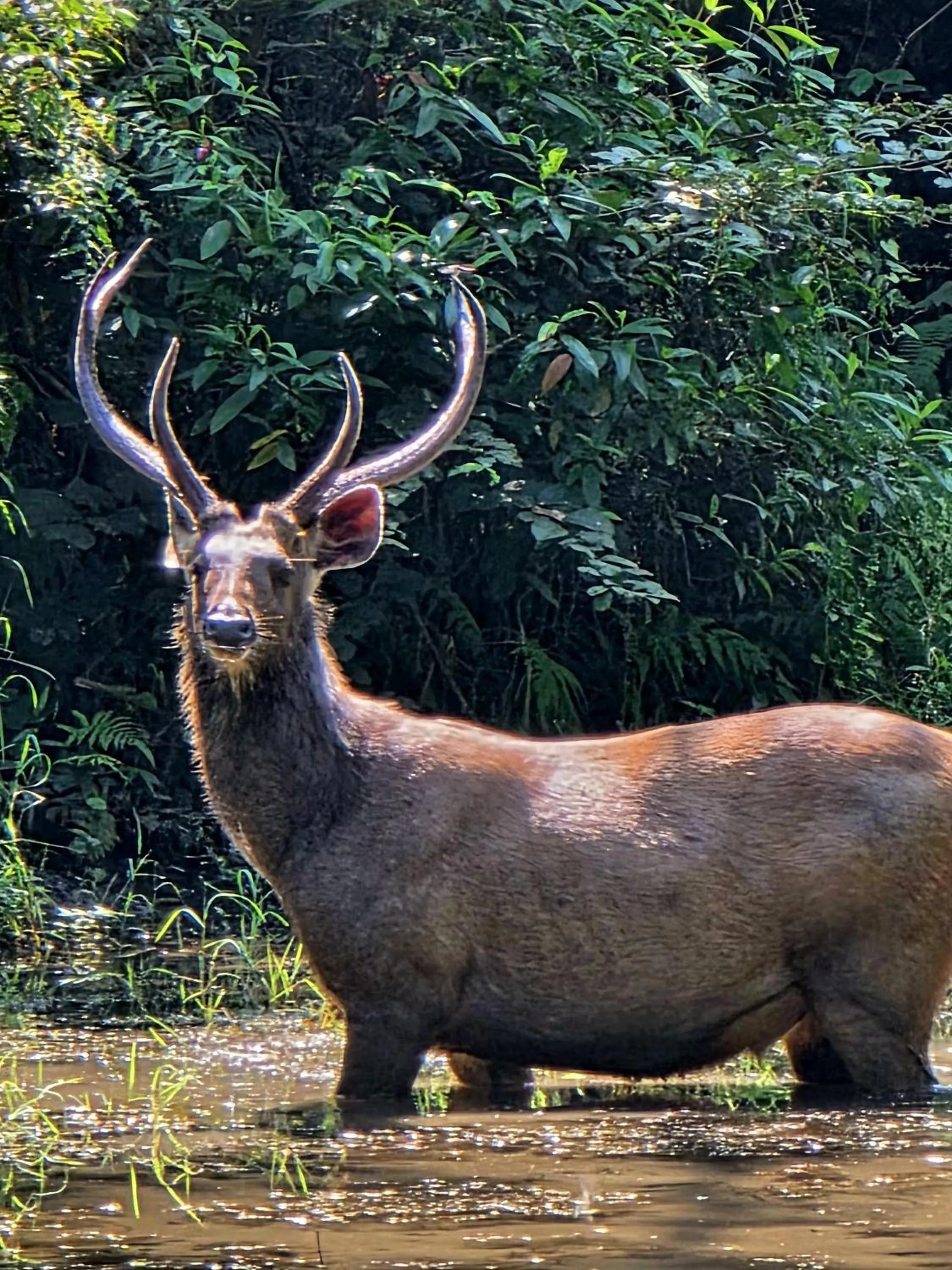 Activities in Siddhartha Wildlife Retreat