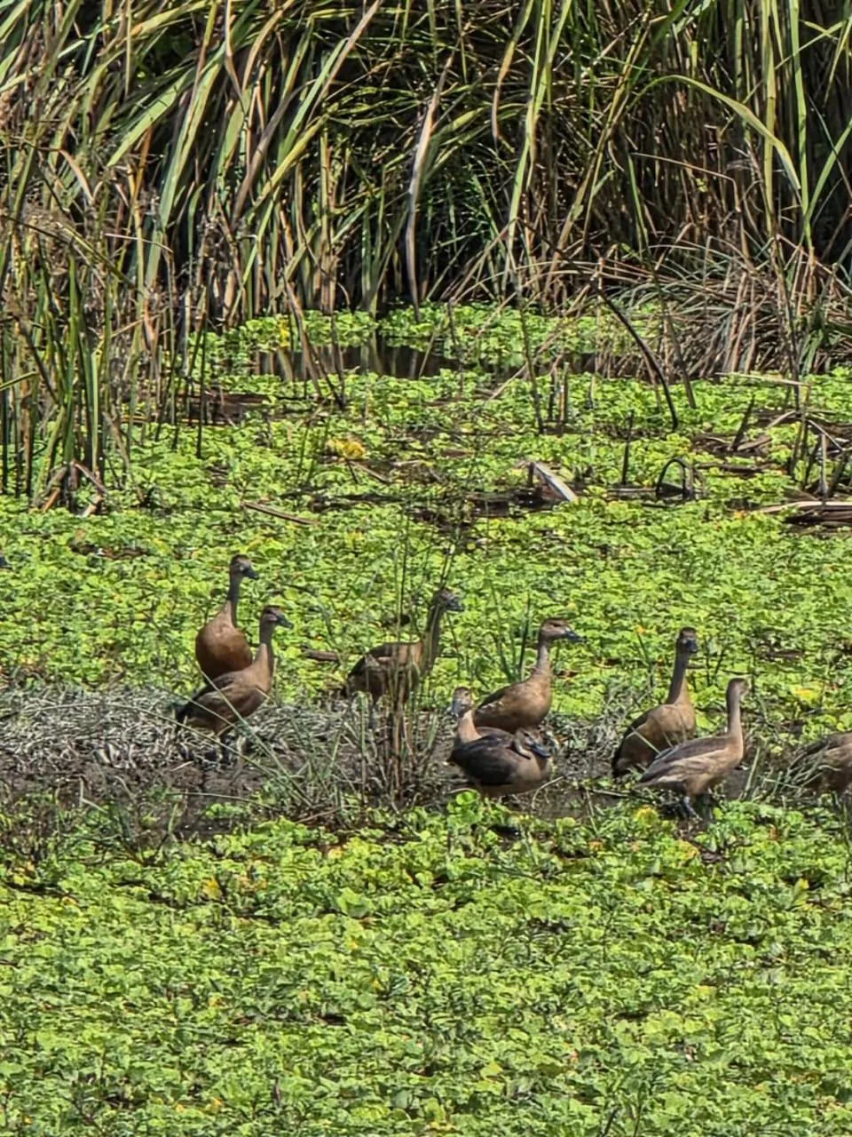 Spring in Siddhartha Wildlife Retreat