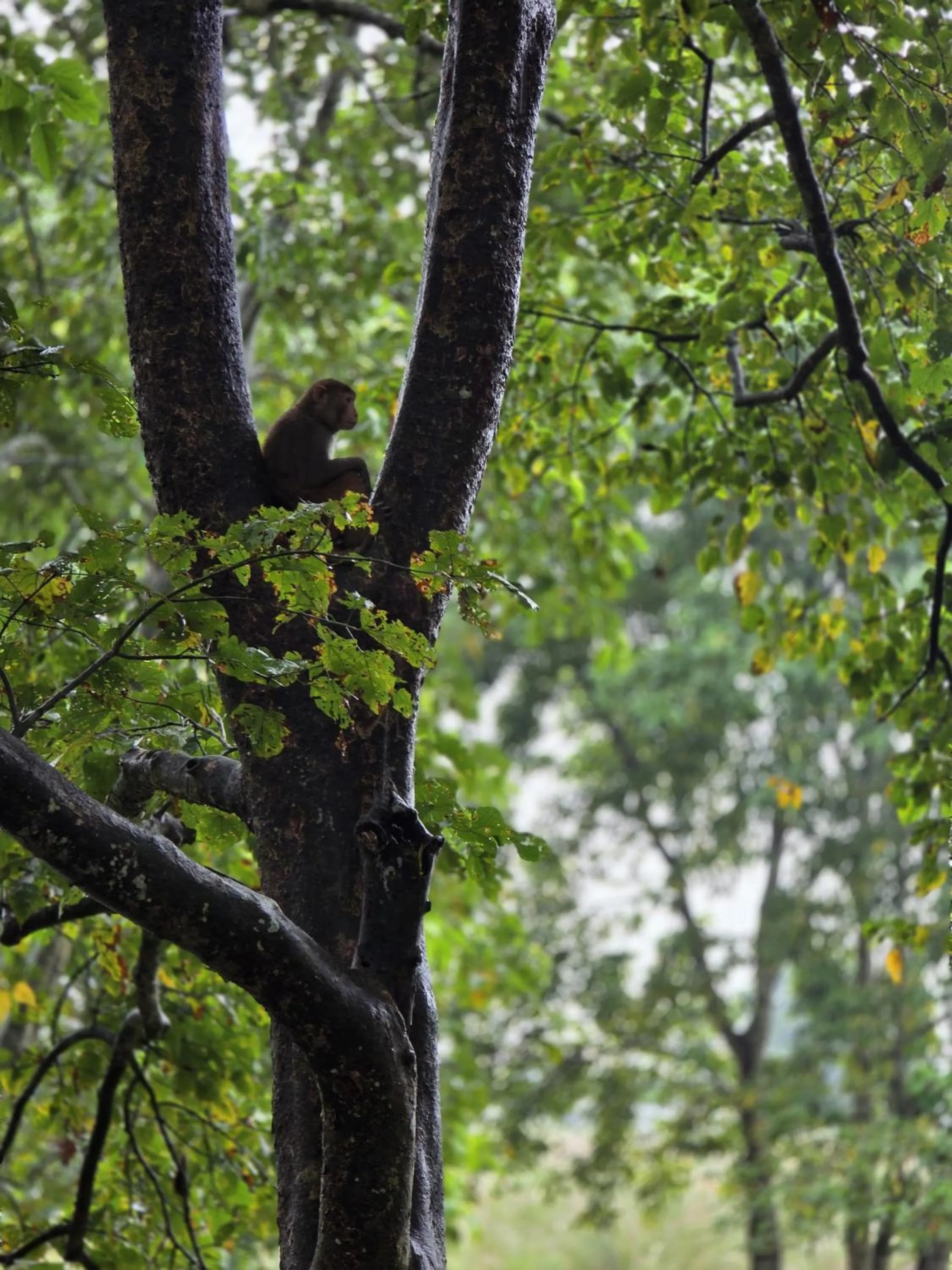 Natural landscape in Siddhartha Wildlife Retreat