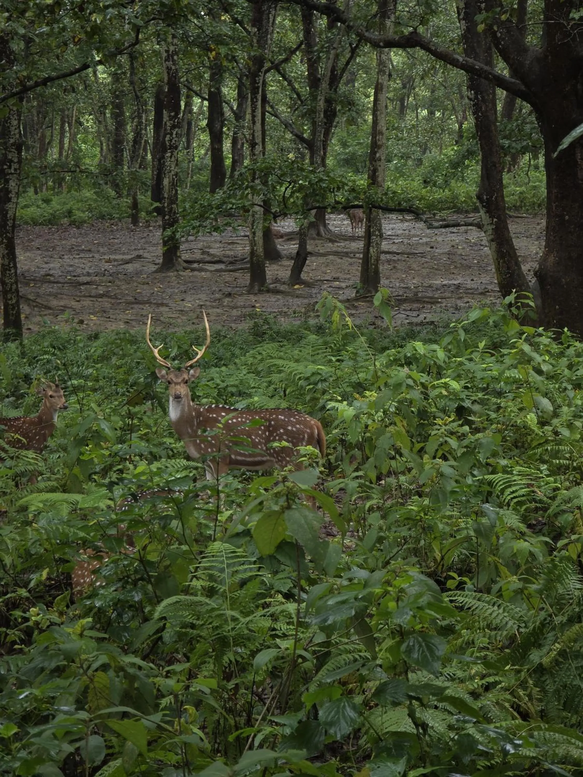 Natural landscape in Siddhartha Wildlife Retreat
