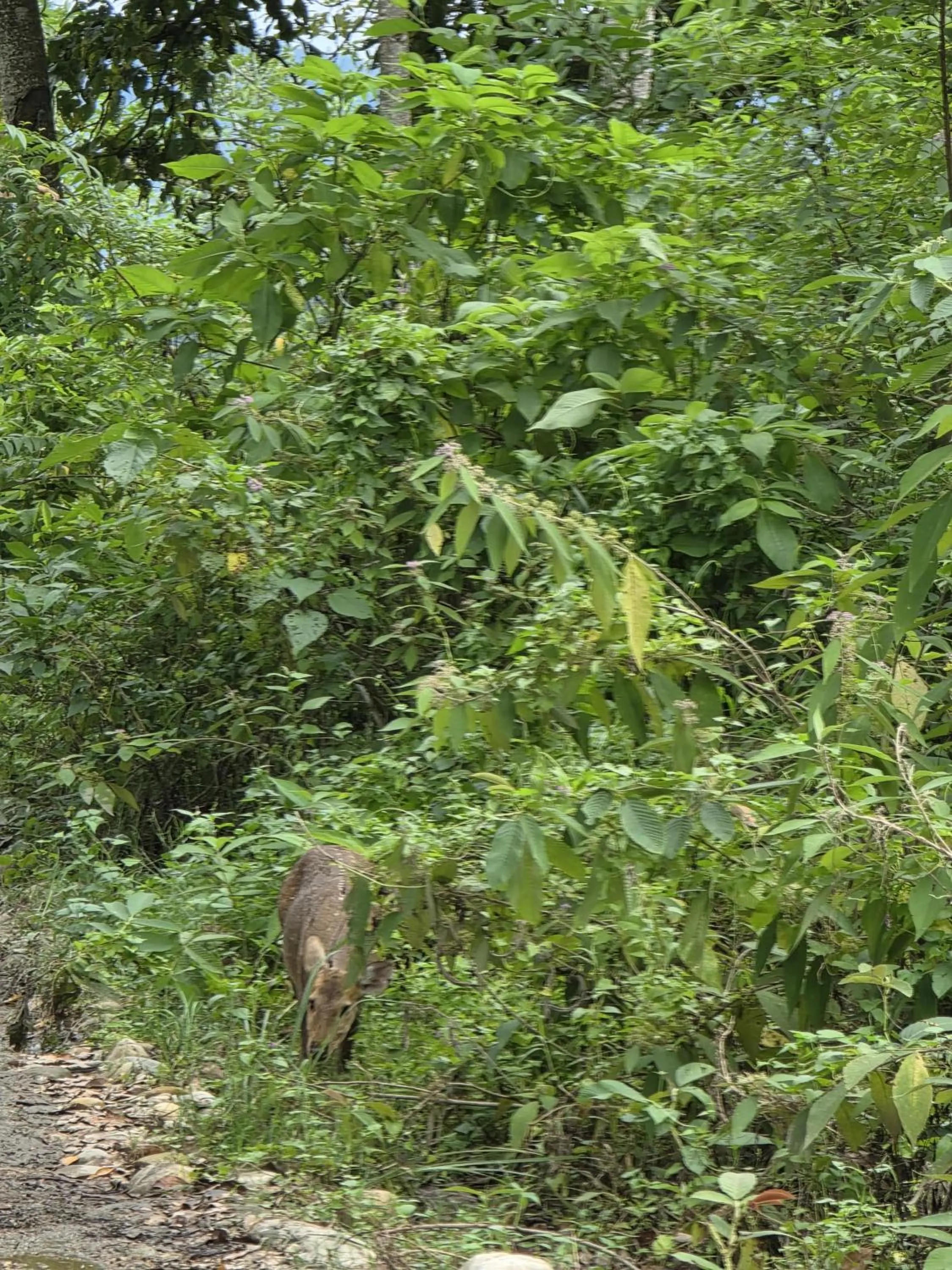 Natural landscape in Siddhartha Wildlife Retreat