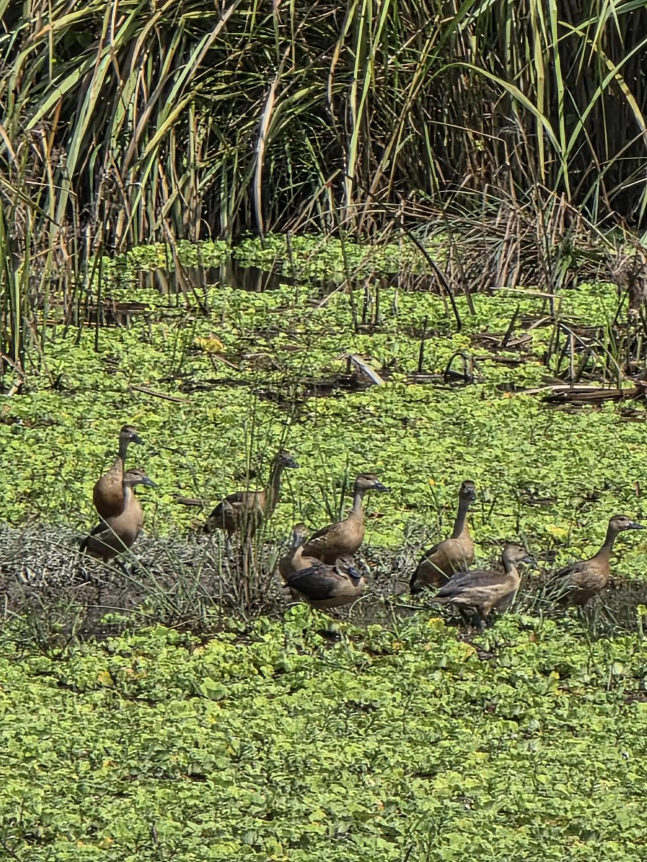 Natural landscape in Siddhartha Wildlife Retreat